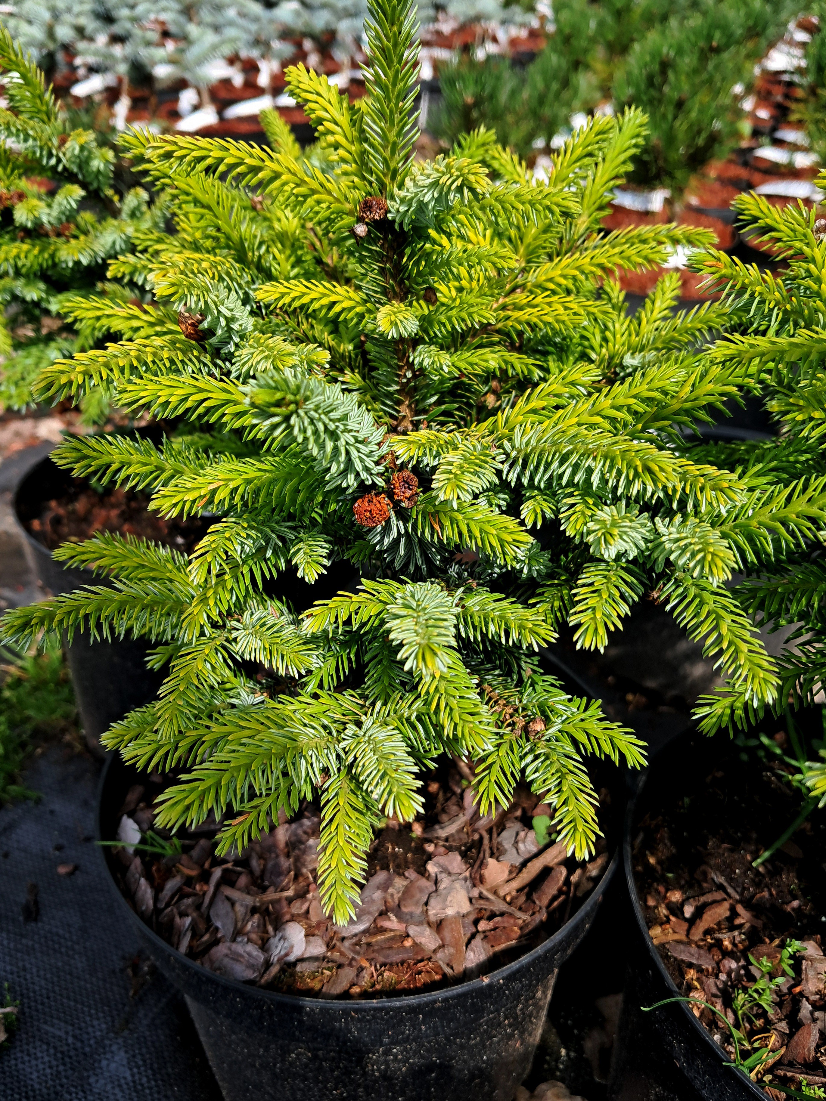 Picea omorika 'Peve Tijn'
