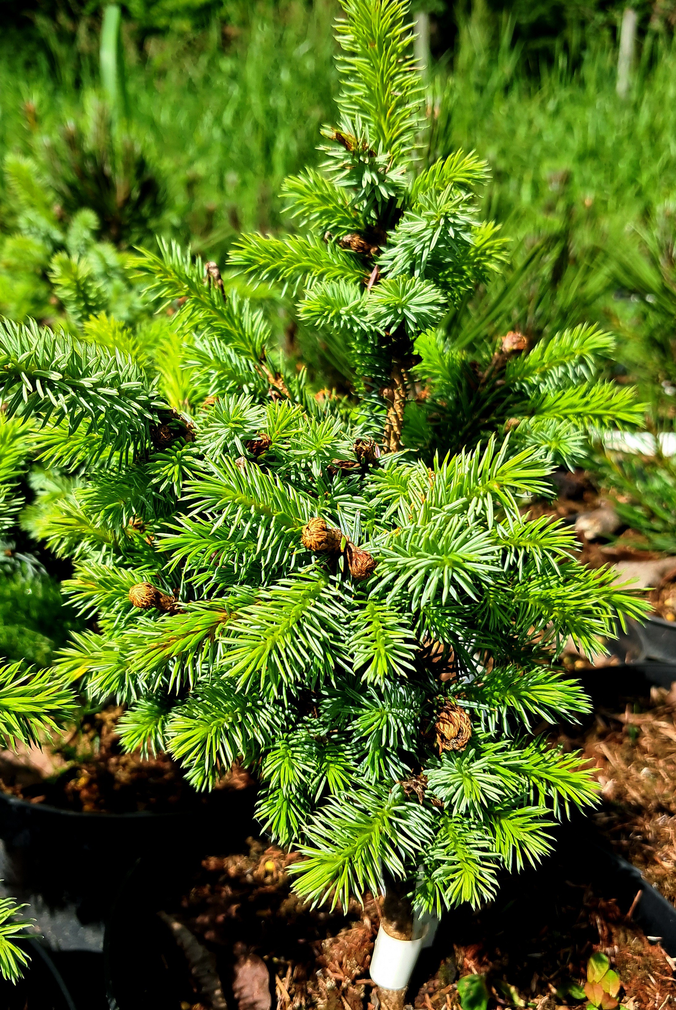 Picea sitchensis 'Tenas'