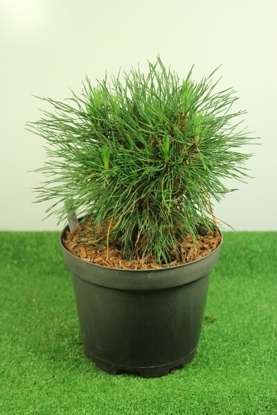 Pinus mugo 'Varella'