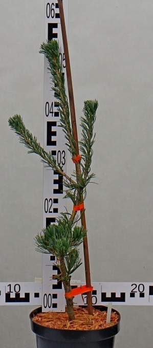 Pinus parviflora 'Fukai'