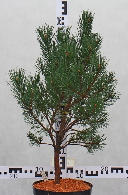 Pinus sylvestris 'Watereri'