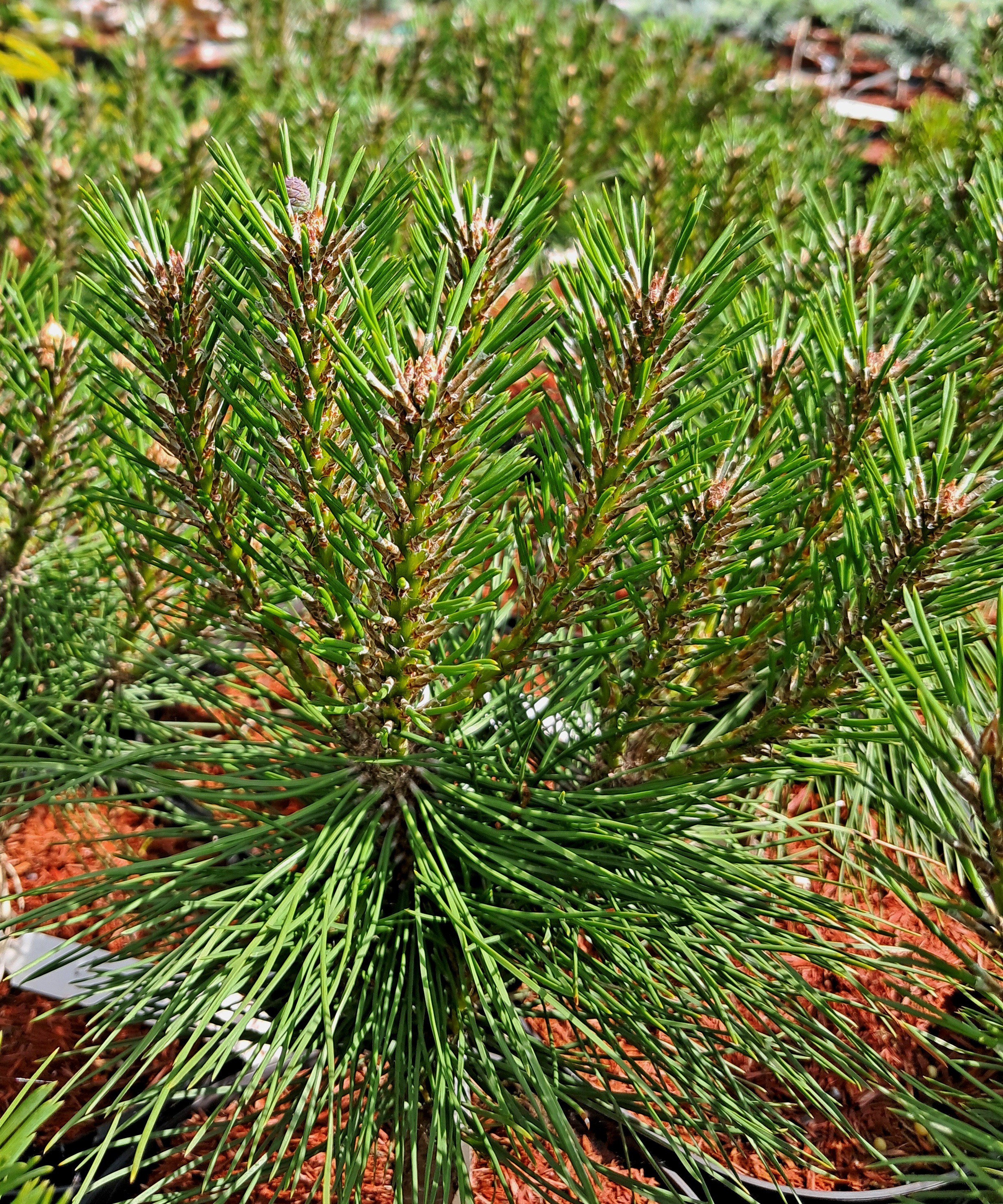 Pinus nigra 'Bambino'