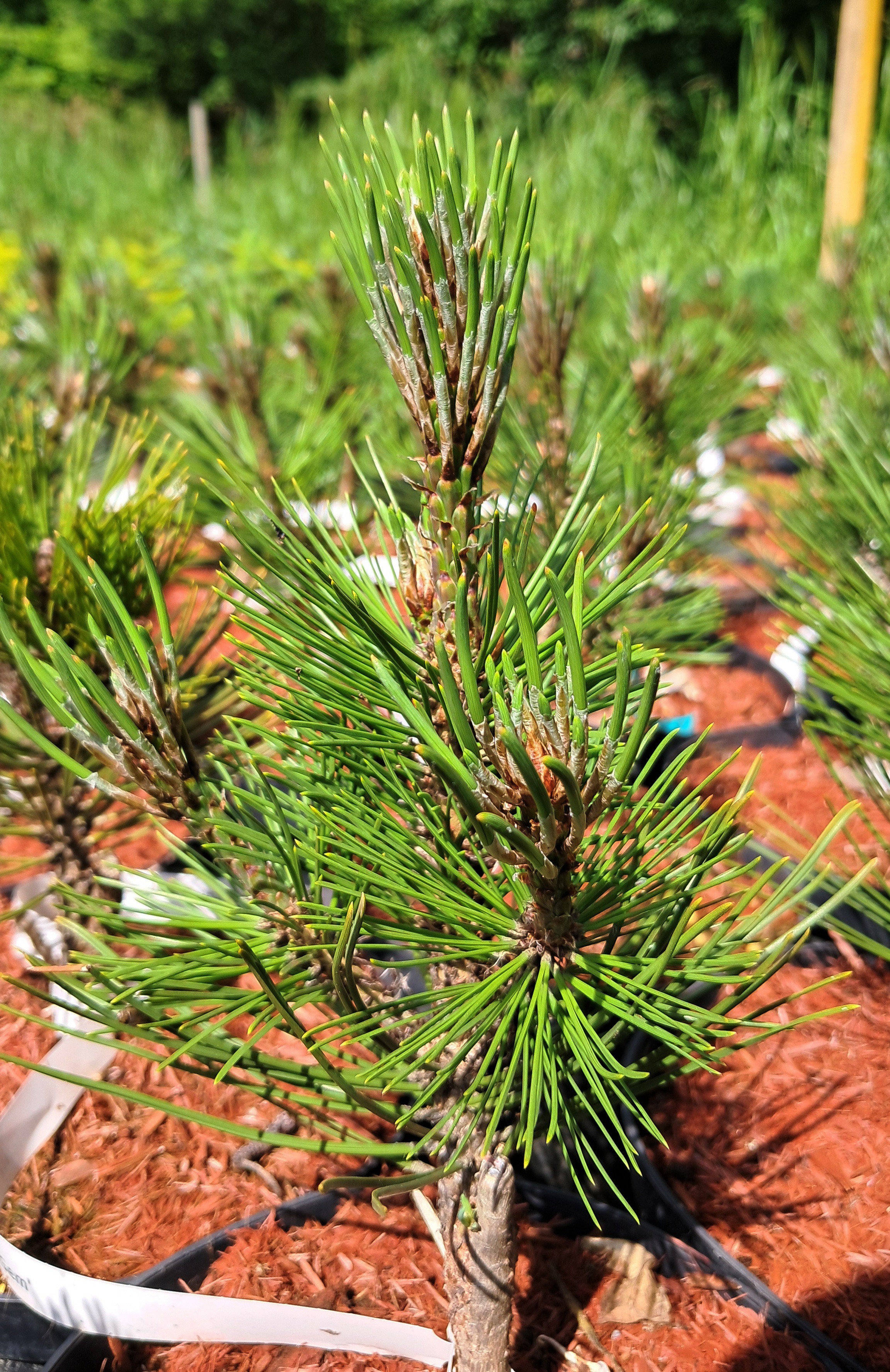 Pinus leucodermis 'Compact Gem'