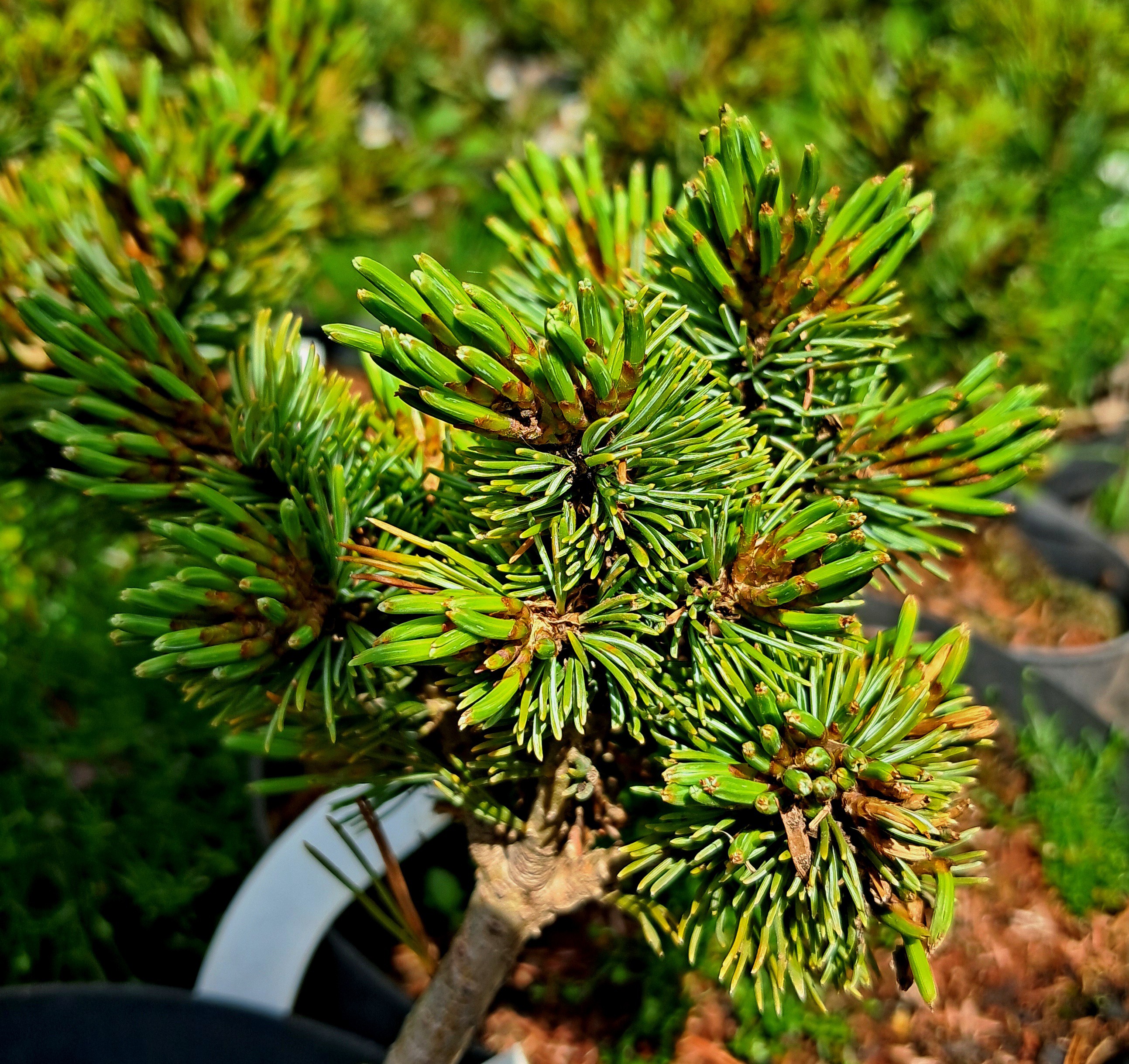 Pinus strobus 'Krgers Lilliput'