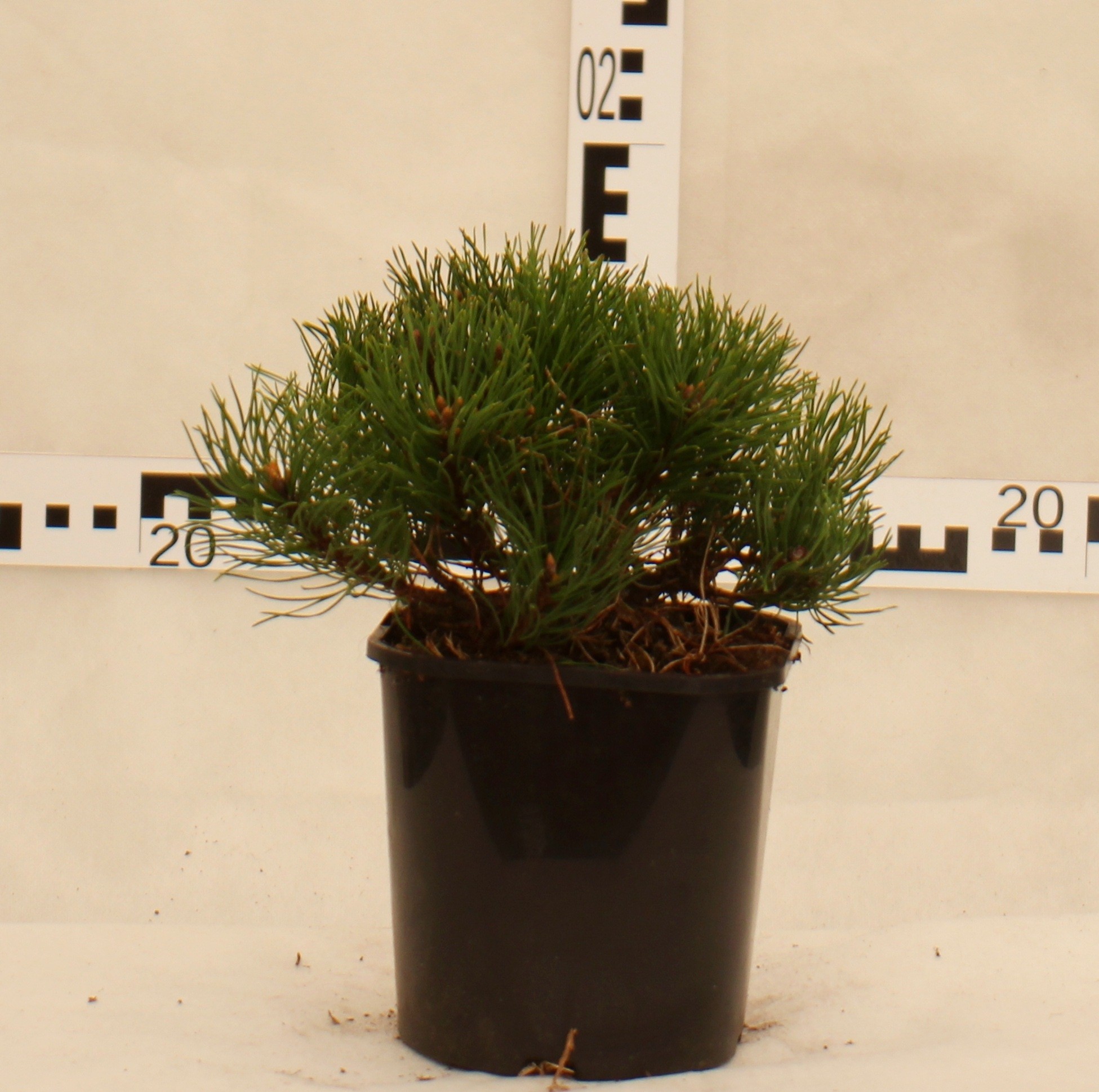 Pinus mugo var.pumilio