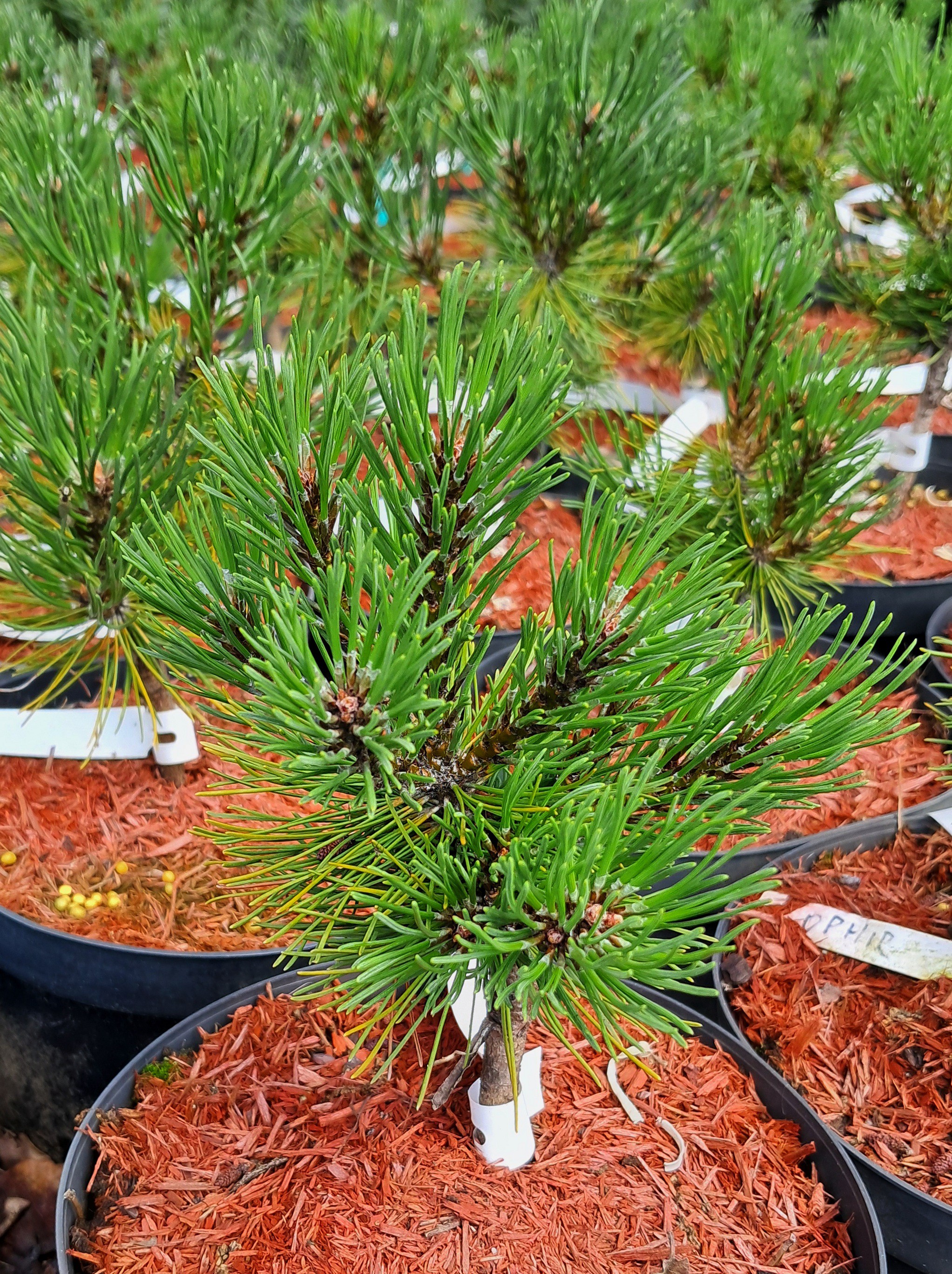 Pinus mugo 'Ophir'