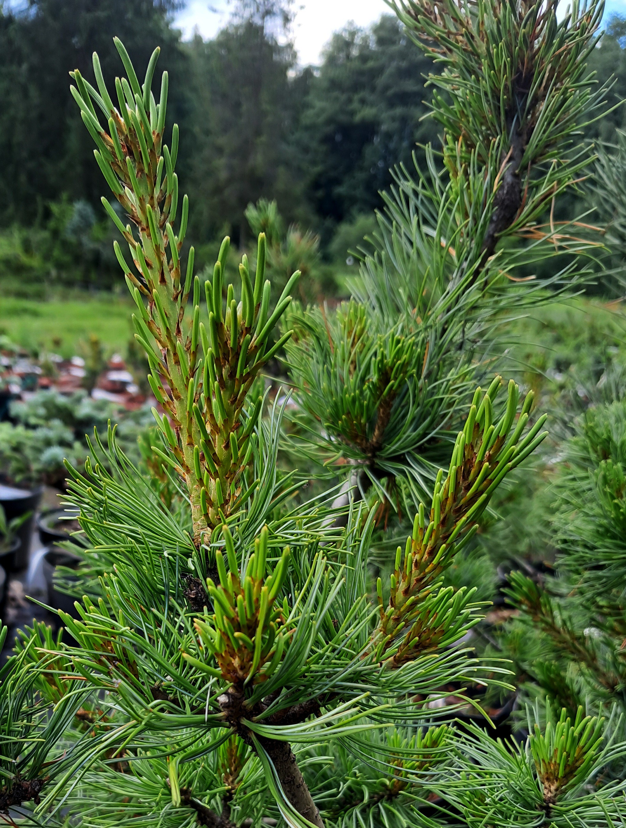 Pinus parviflora 'Schoon's Bonsai'