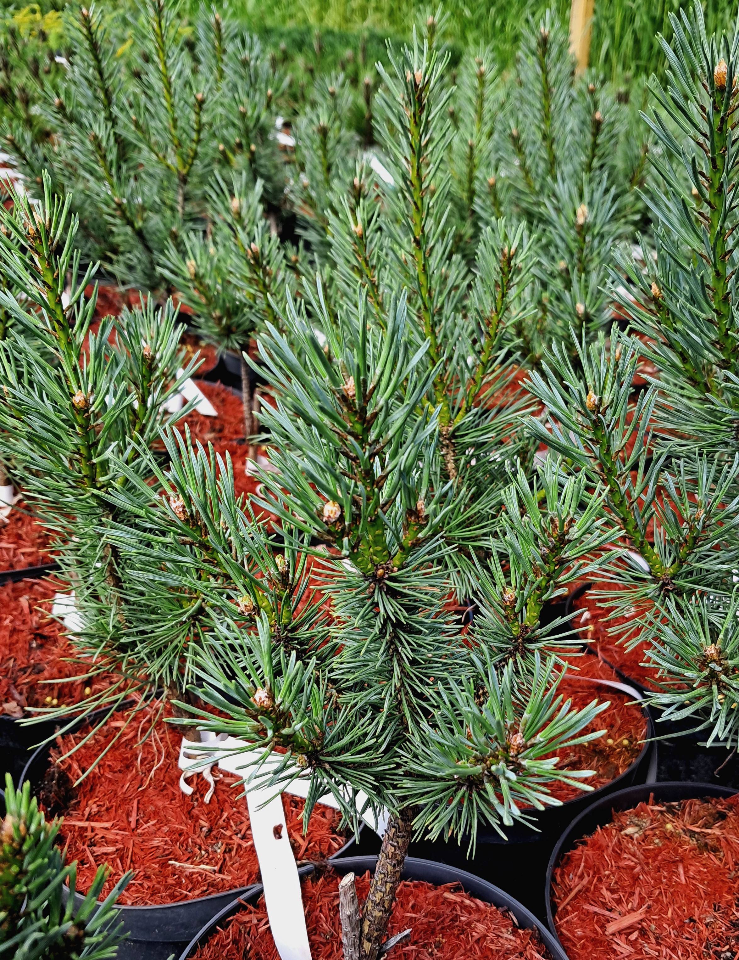 Pinus sylvestris 'Watereri'