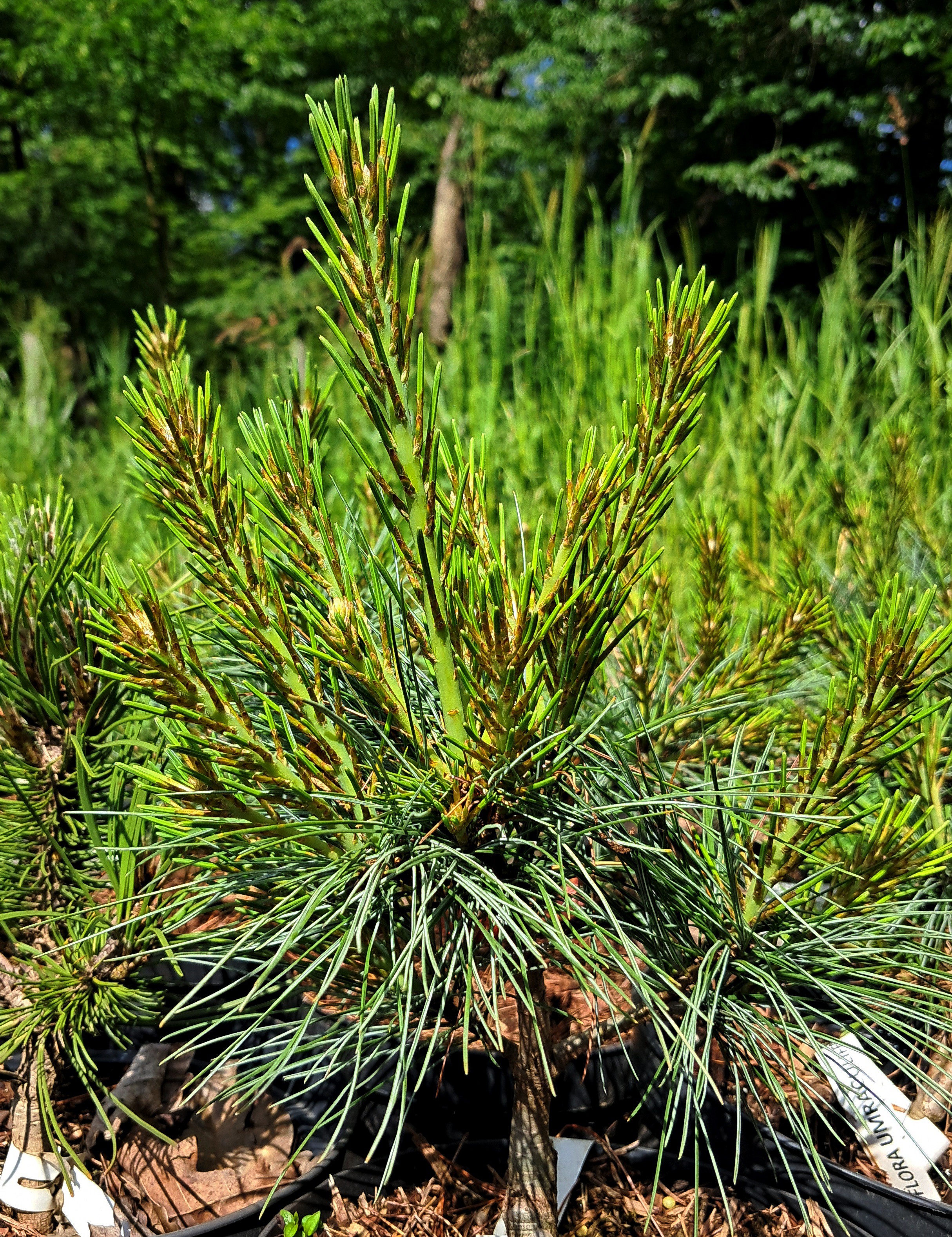 Pinus densiflora 'Umbraculifera'