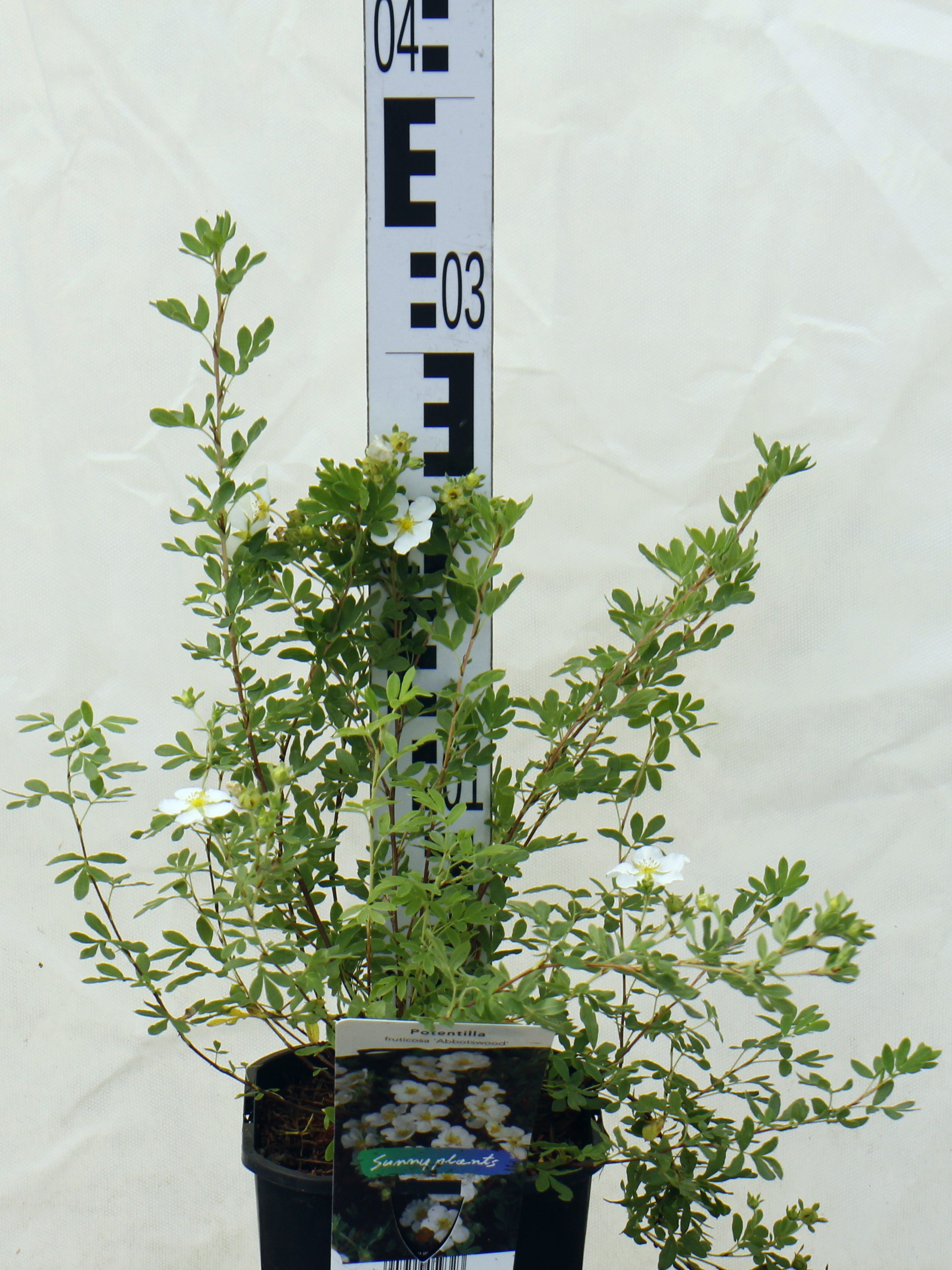 Potentilla fruticosa 'Abbotswood'