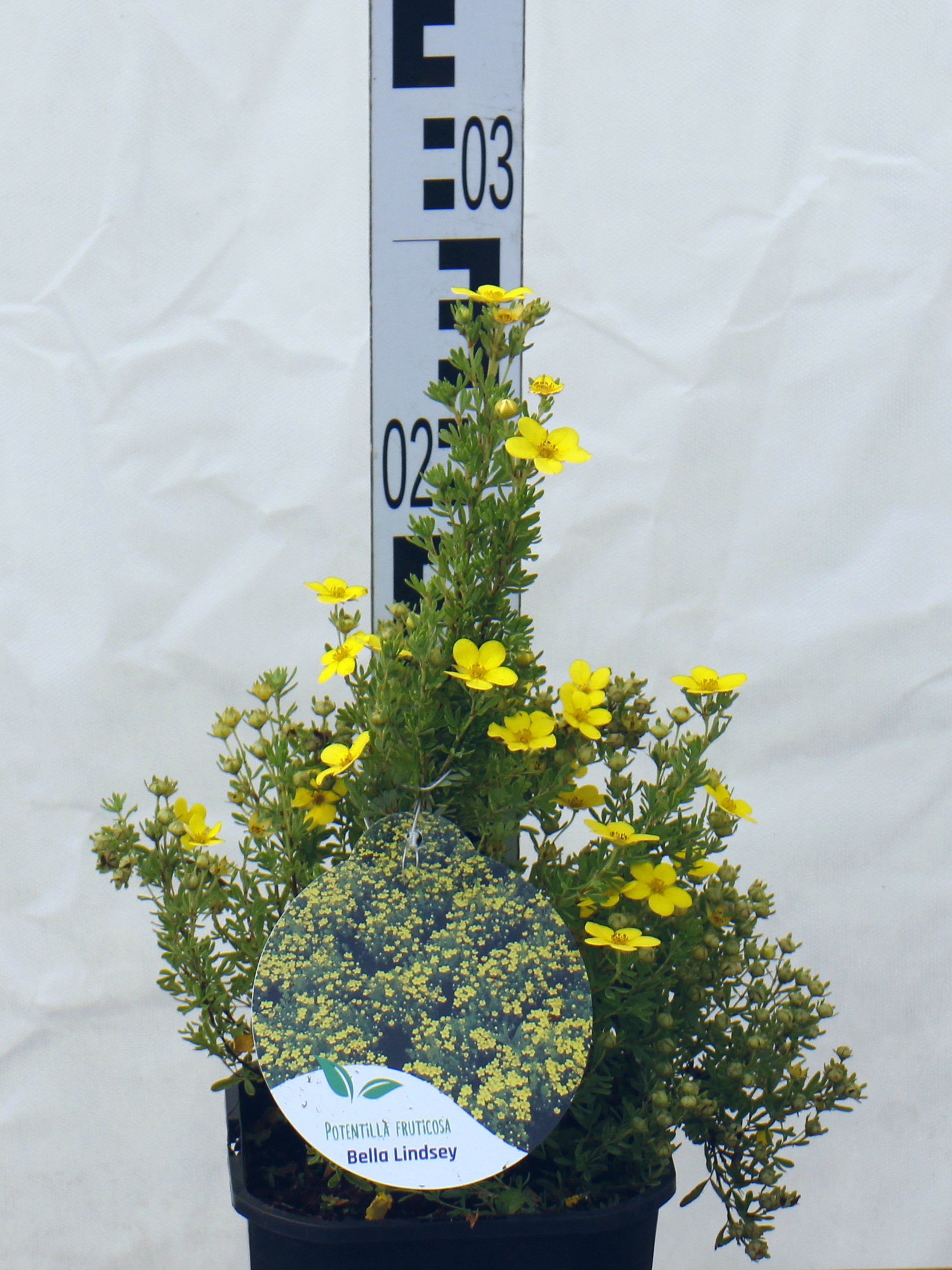 Potentilla fruticosa 'Bella Lindsey'
