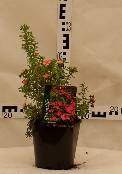 Potentilla fruticosa 'Bellisima' PBR®
