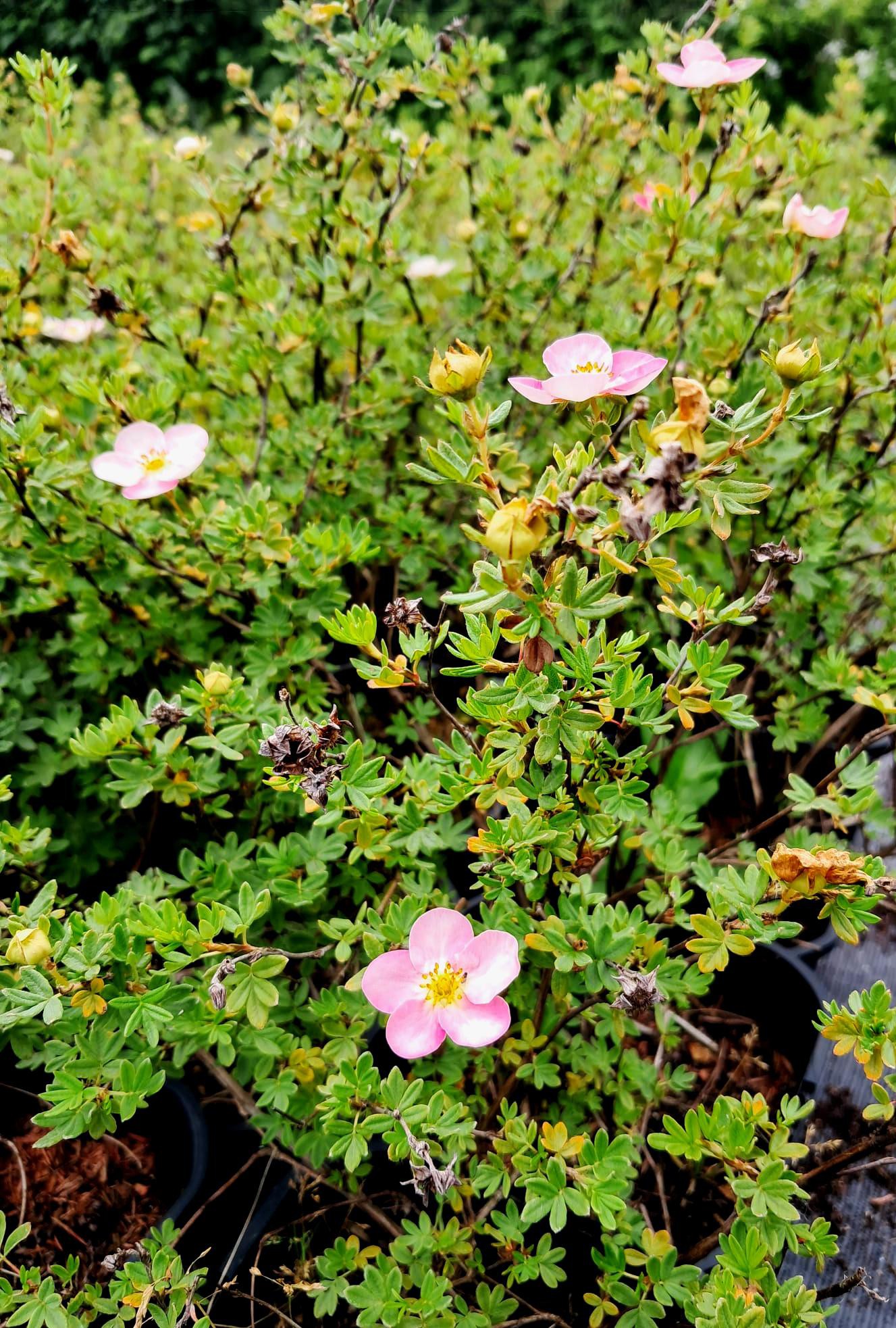 Potentilla fruticosa 'New Down'