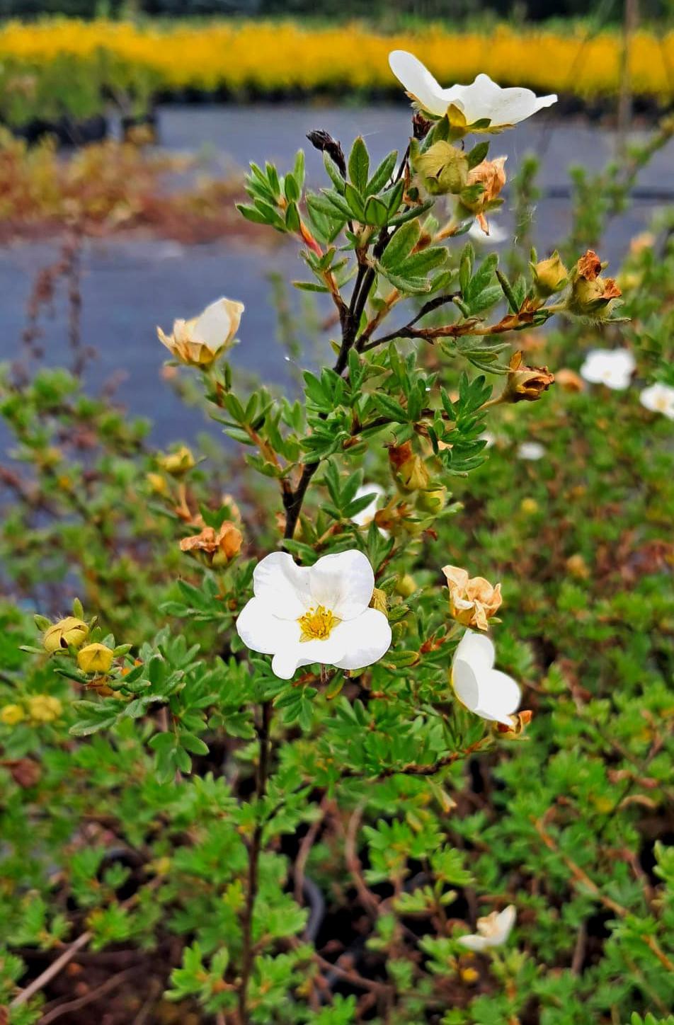Potentilla fruticosa 'Mc Kay's White'