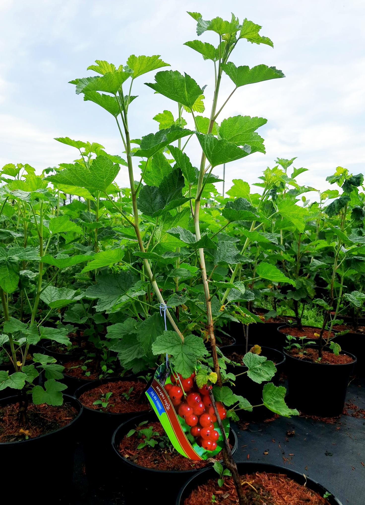 Ribes r. 'Jonkheer van Tets