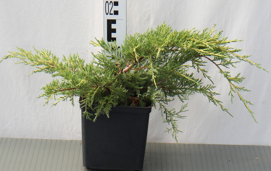 Juniperus ×pfitz. 'Pfitzeriana Aurea'