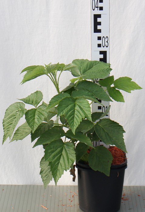 Rubus 'Delniwa' PBR
