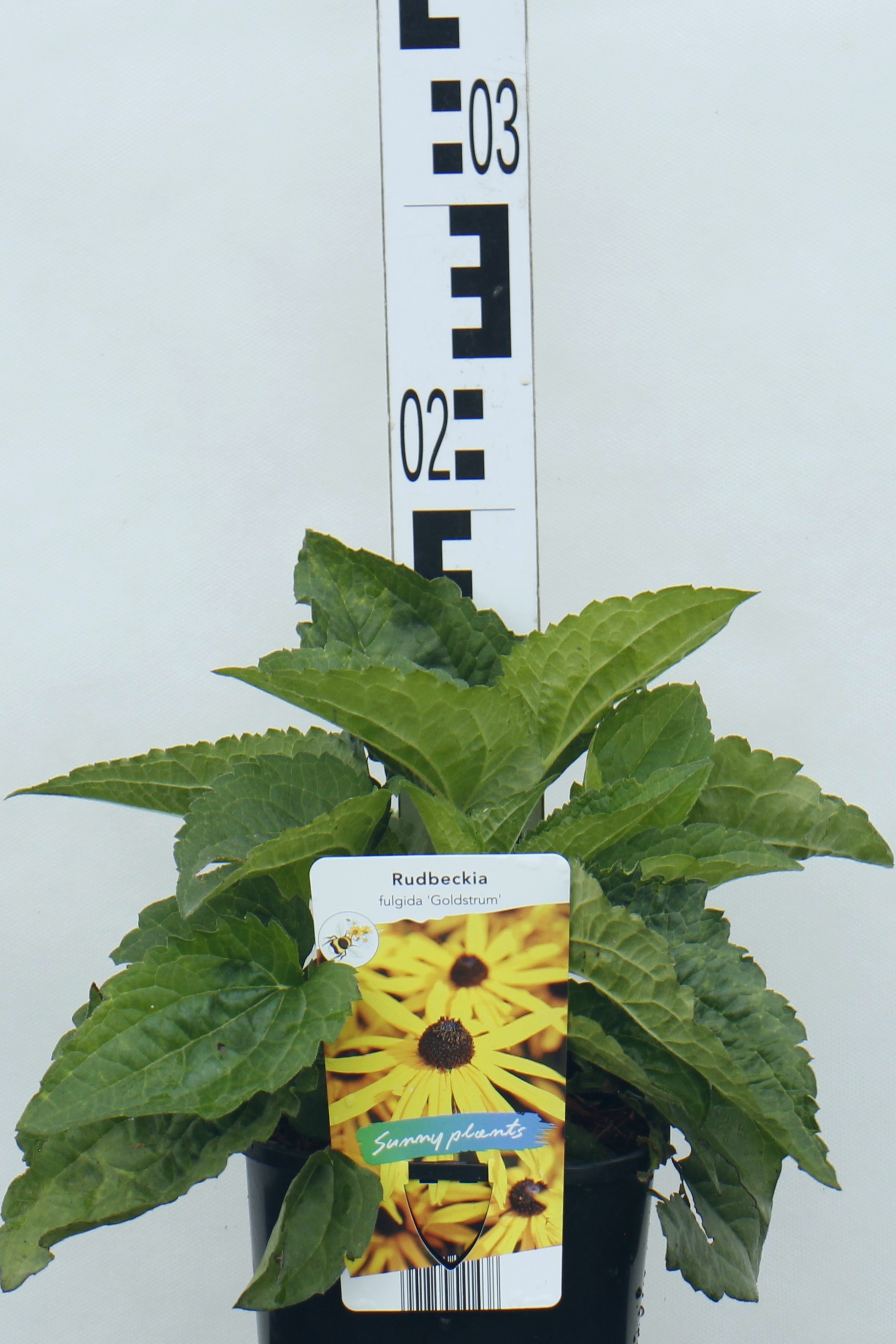 Rudbeckia fulgida 'Goldstrum'