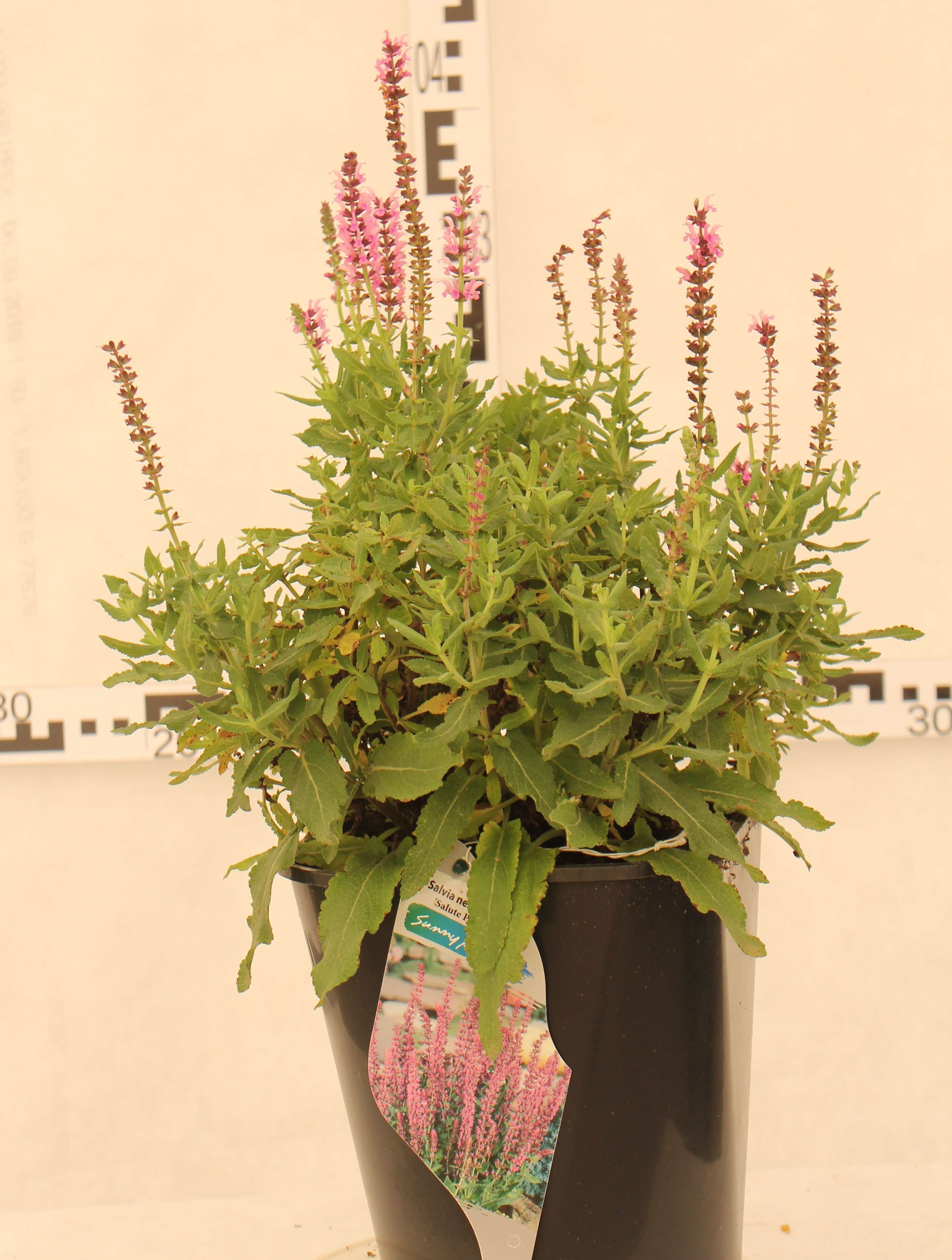 Salvia nemorosa 'Salute Pink'