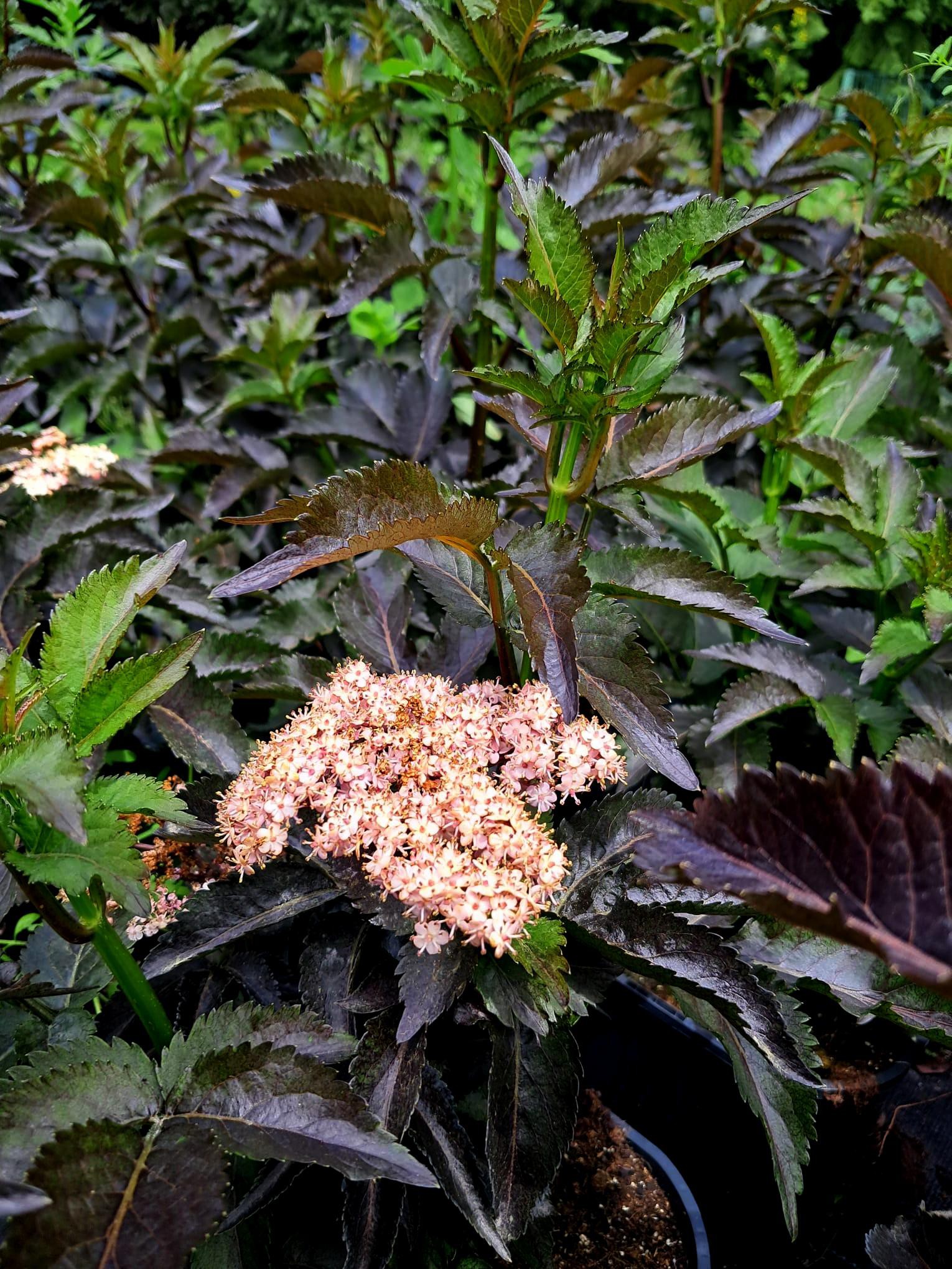 Sambucus nigra Black Tower