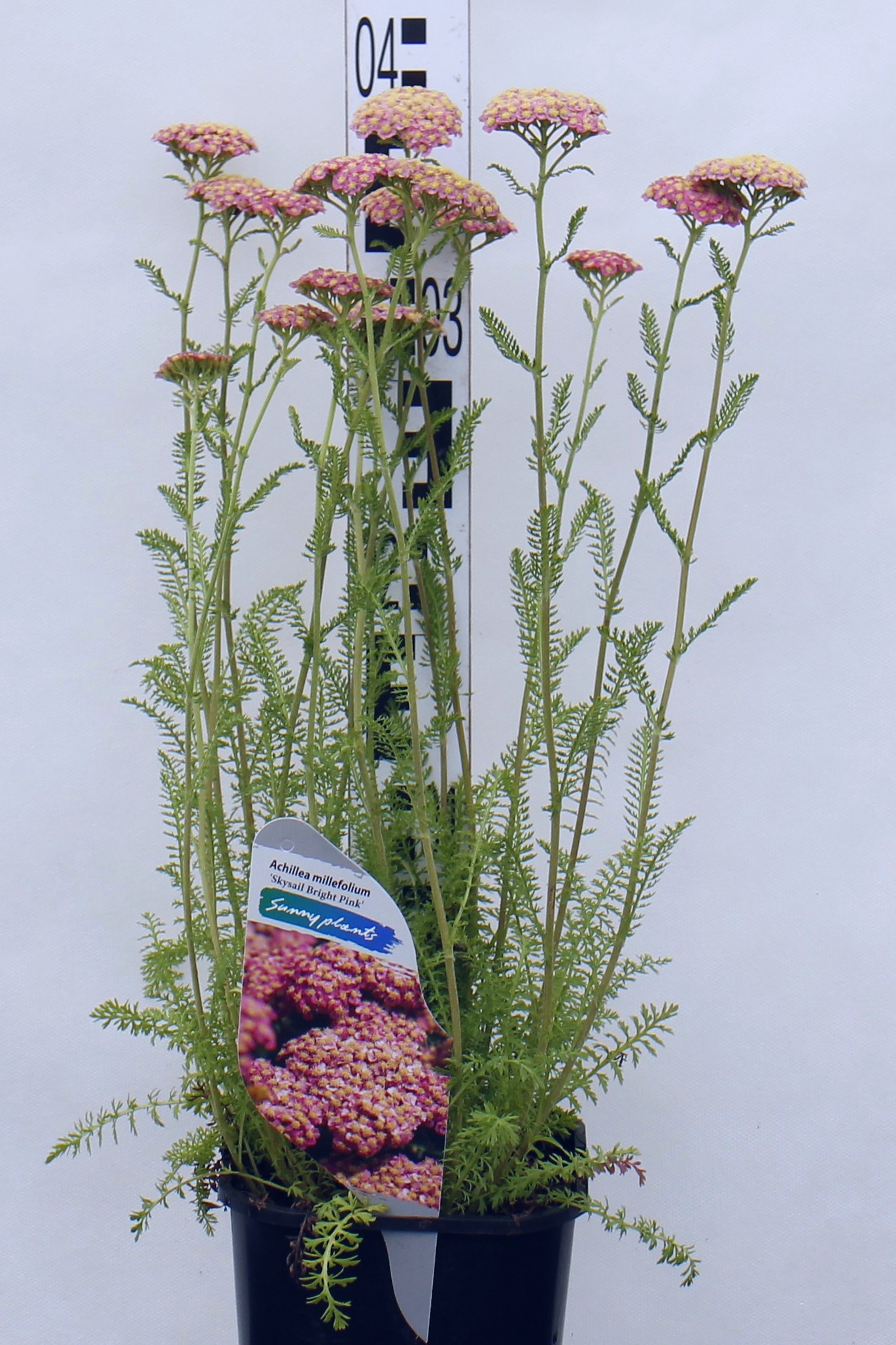 Achillea millefolium Skysail Bright Pink