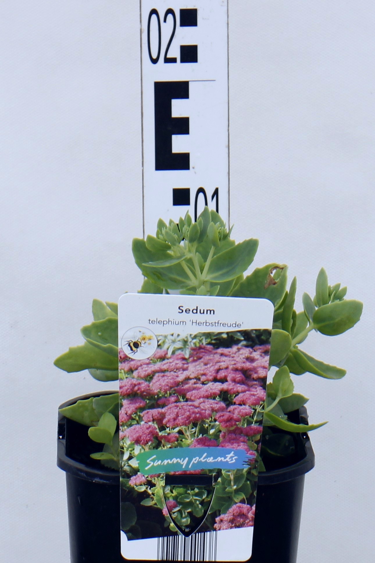 Sedum 'Herbstfreude'