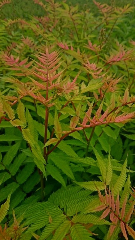 Sorbaria sorbifolia 'Sem' PBR
