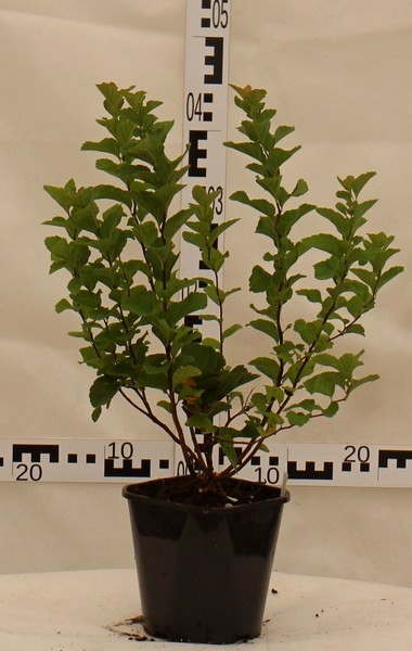 Spiraea betulifolia 'Tor'