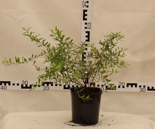 Spiraea cinerea 'Grefsheim'