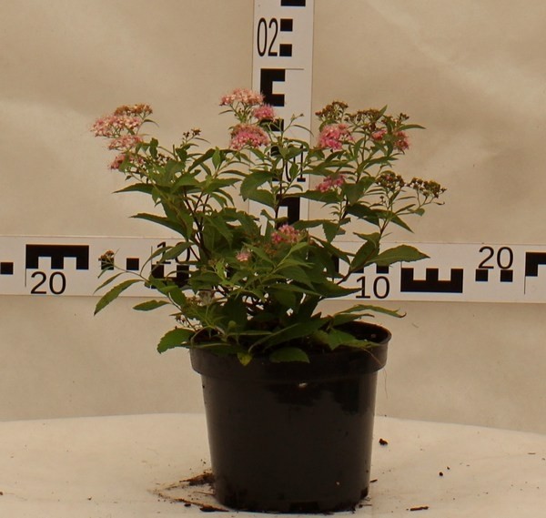Spiraea japonica 'Genpei'