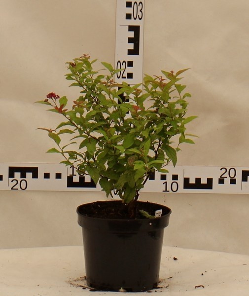 Spiraea japonica 'Goldflame'