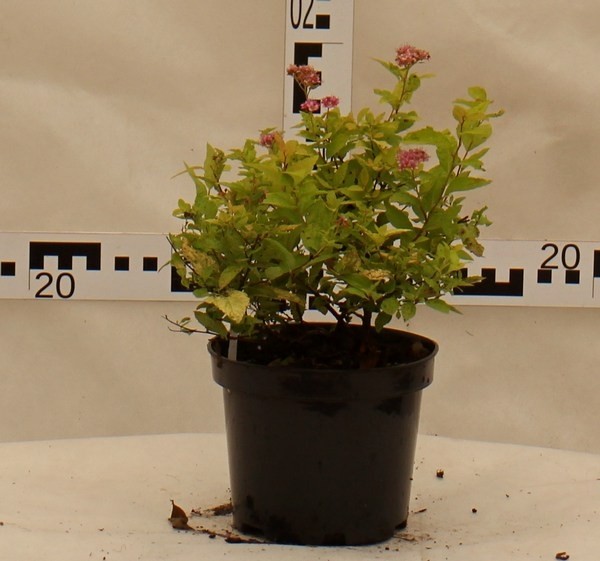 Spiraea japonica 'Goldmound'