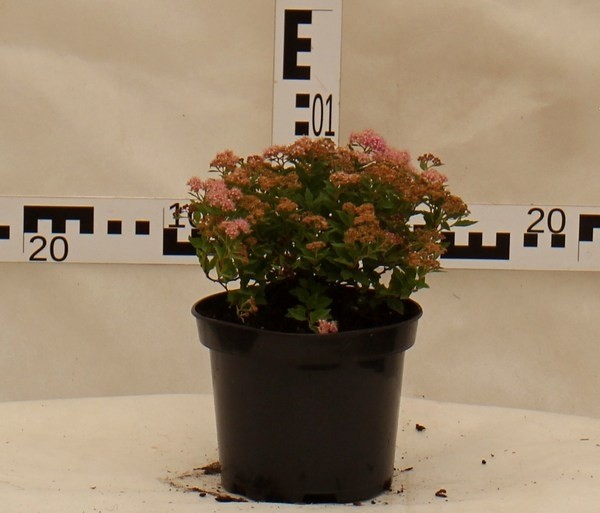 Spiraea japonica 'Japanese Dwarf'