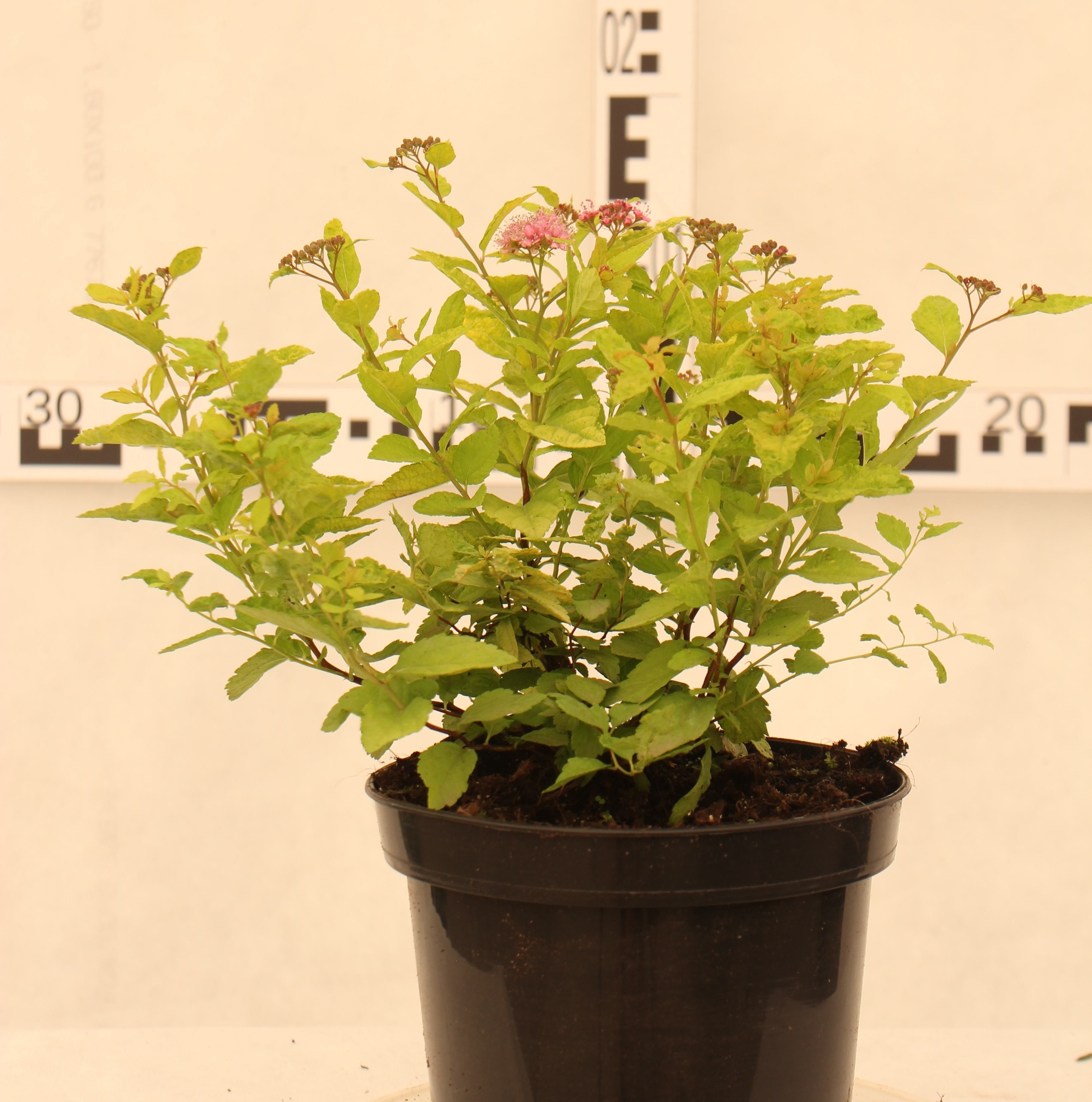 Spiraea japonica 'Candlelight'