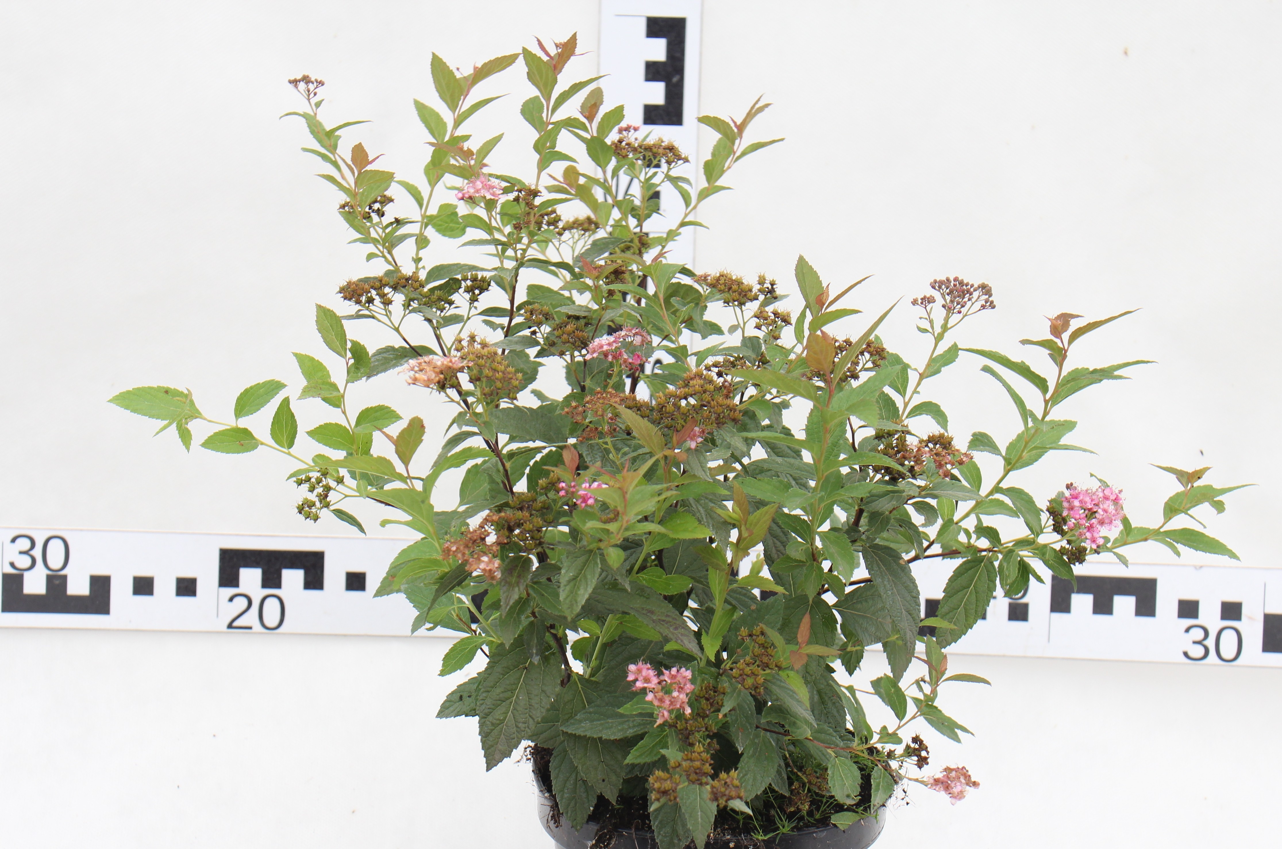 Spiraea japonica 'Golden Princess'