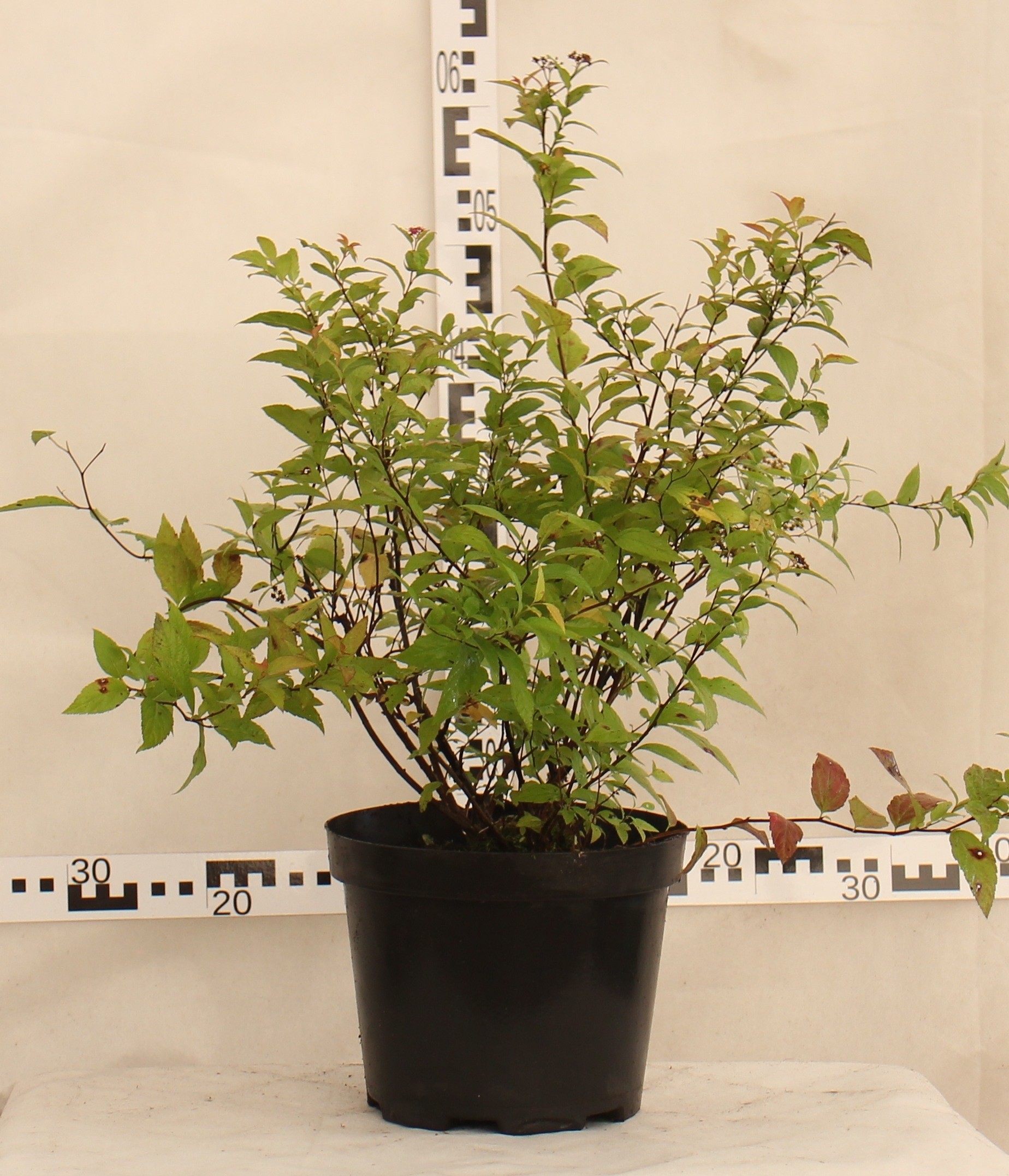 Spiraea japonica 'Goldflame'