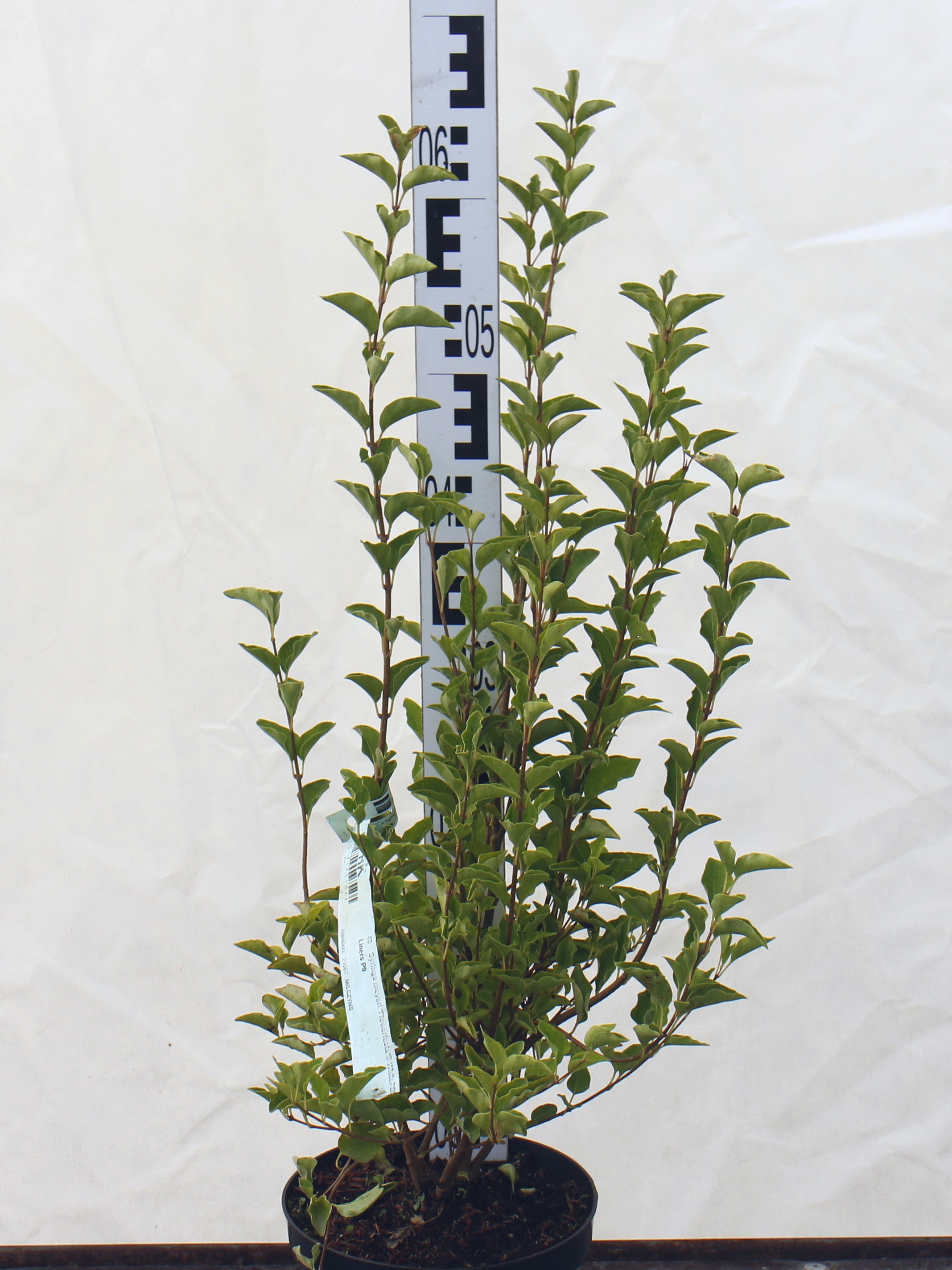 Syringa meyeri 'Flowerfersta White