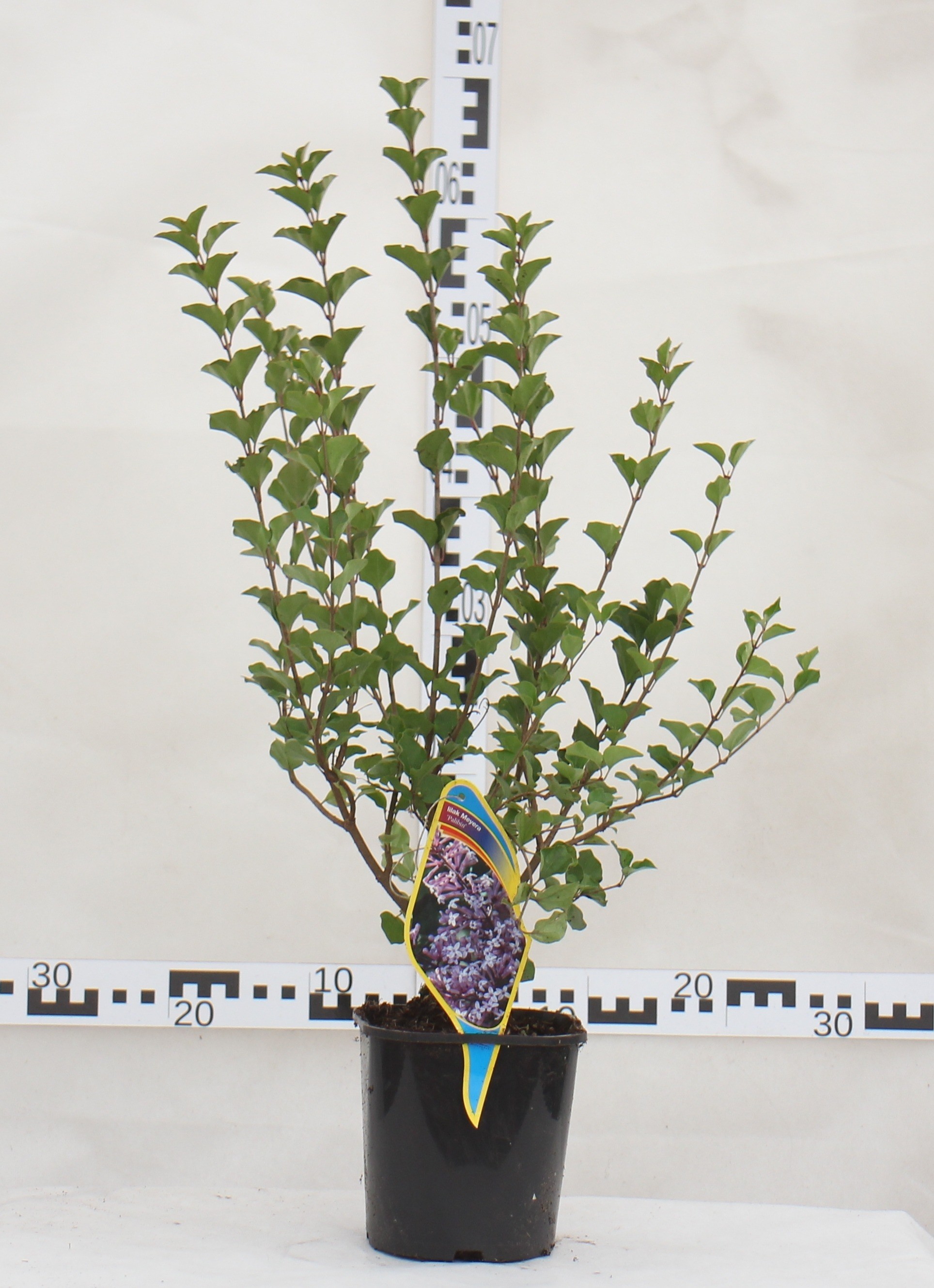 Syringa patula 'Miss Kim'