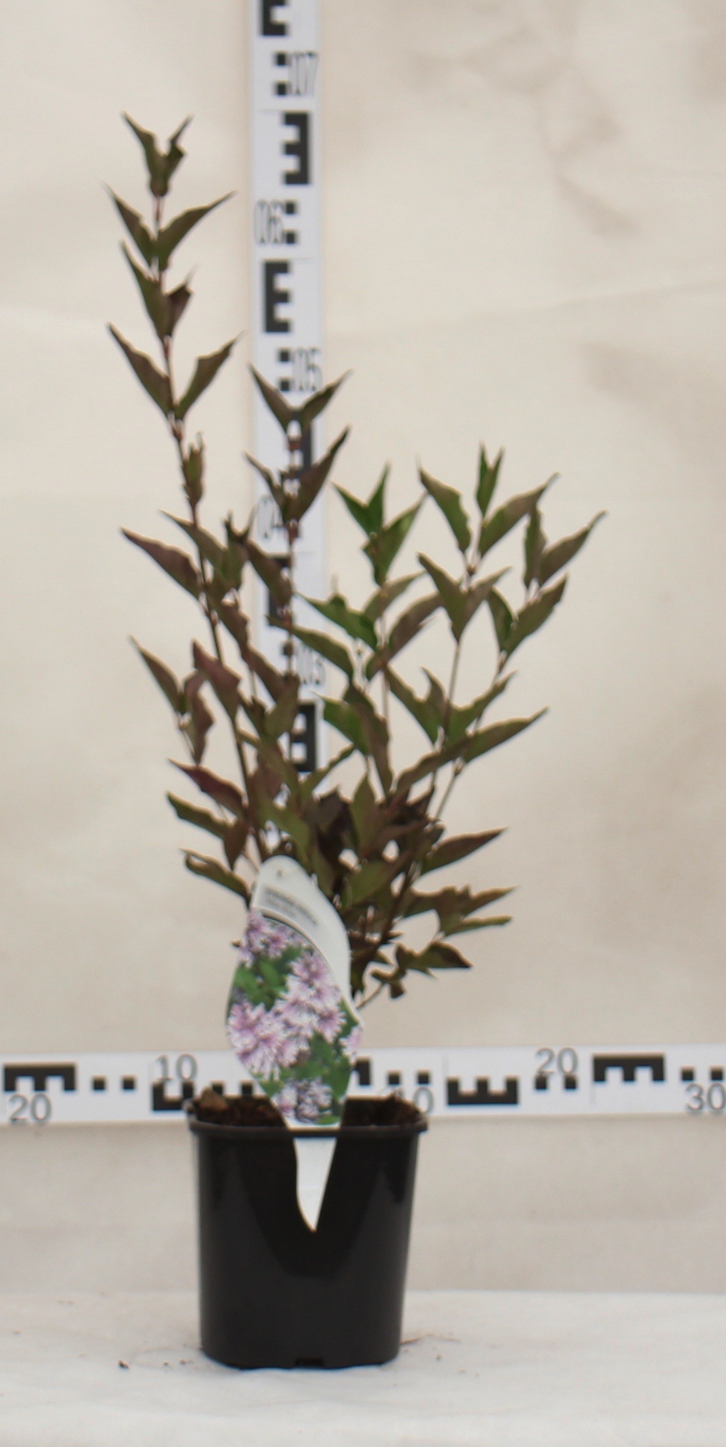 Syringa meyeri 'Palibin'