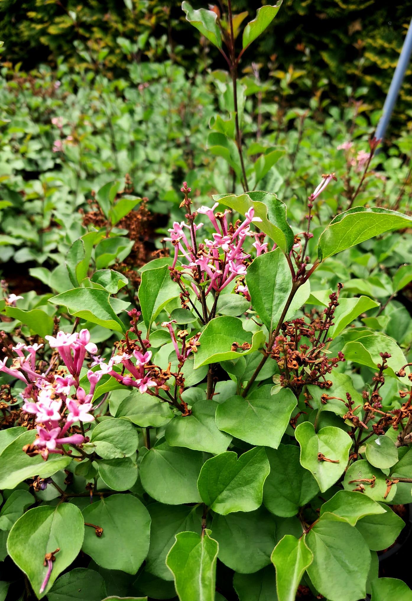 Syringa meyeri 'Flowerfersta Pink
