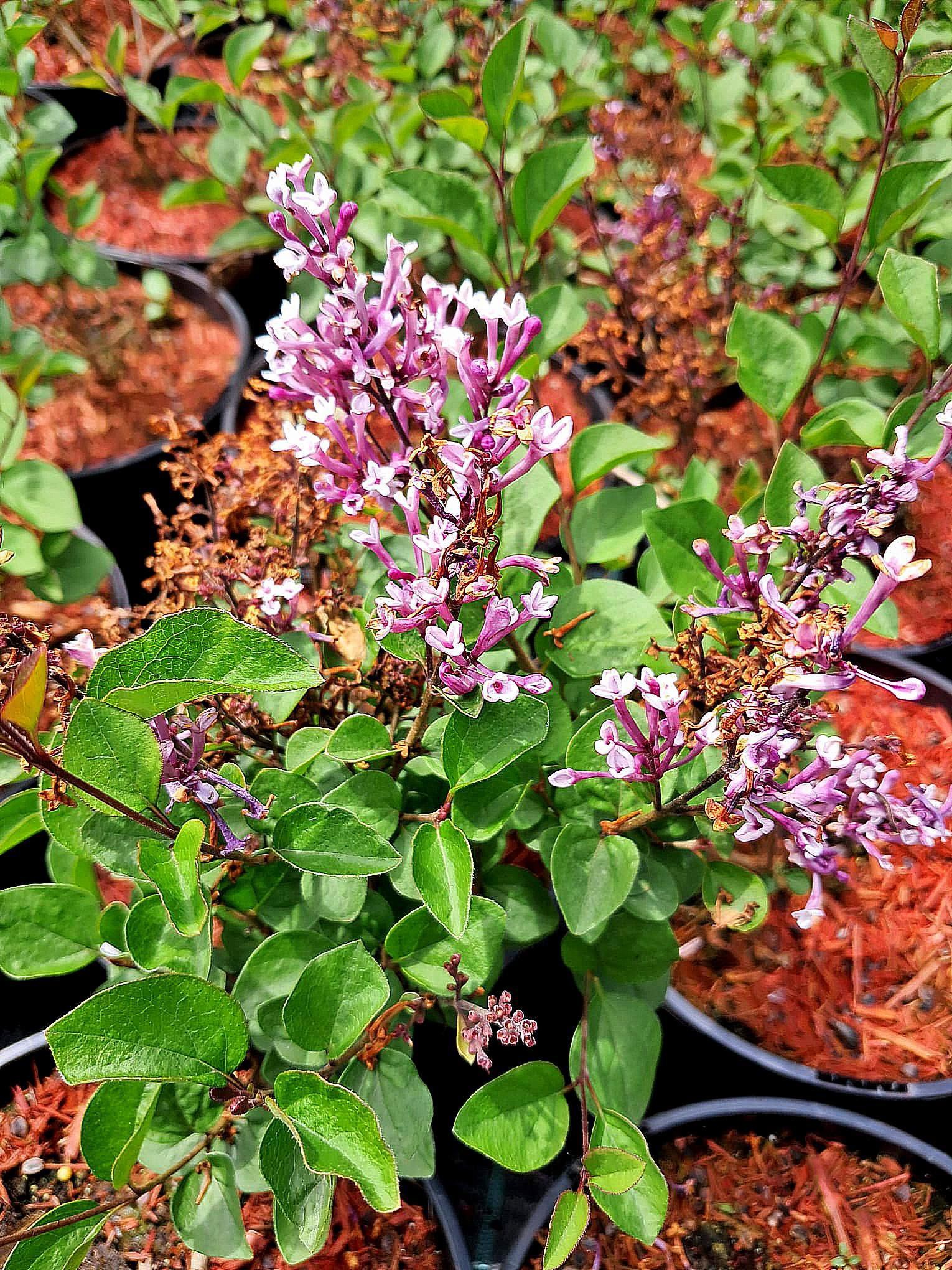 Syringa meyeri 'Flowerfersta Puprple'