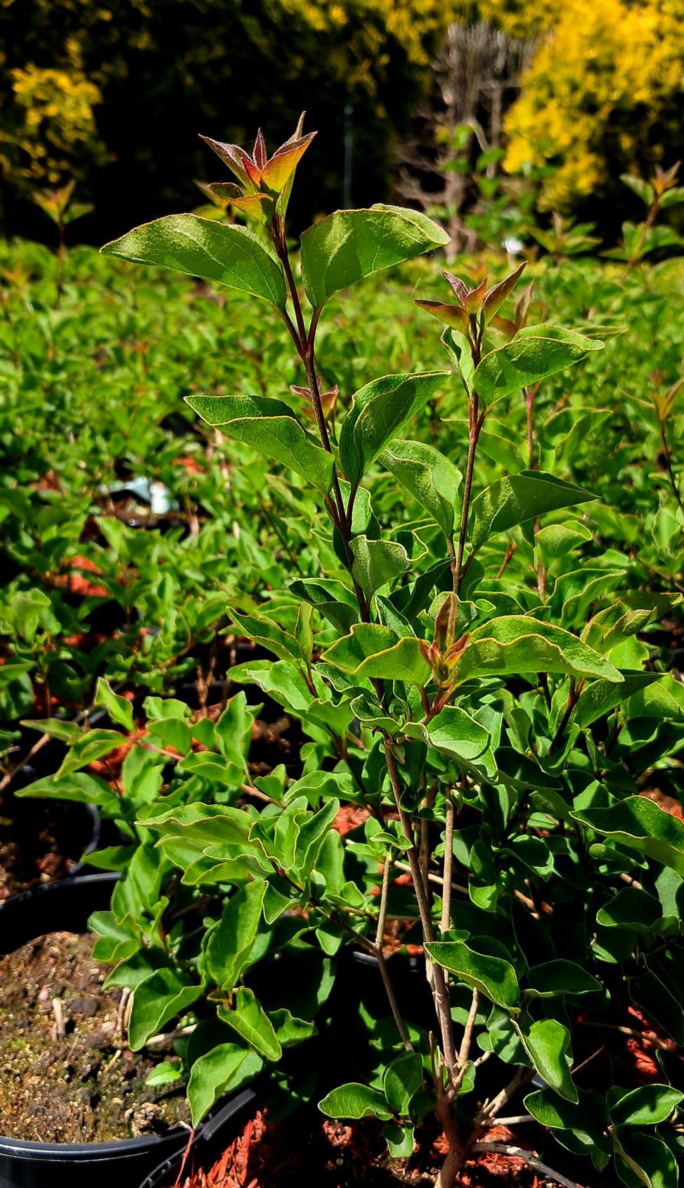 Syringa meyeri 'Flowerfersta White