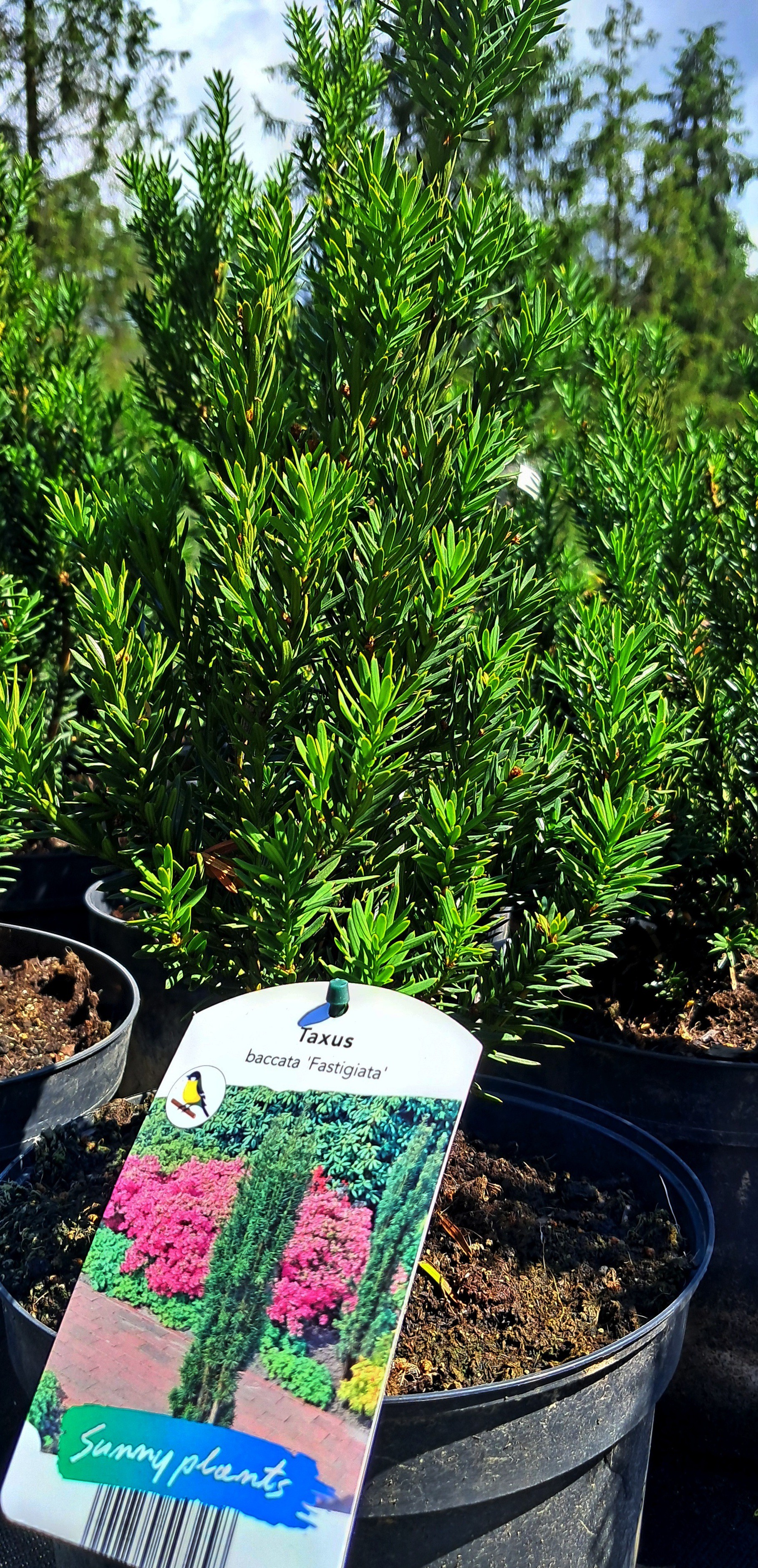 Taxus baccata 'Fastigiata'