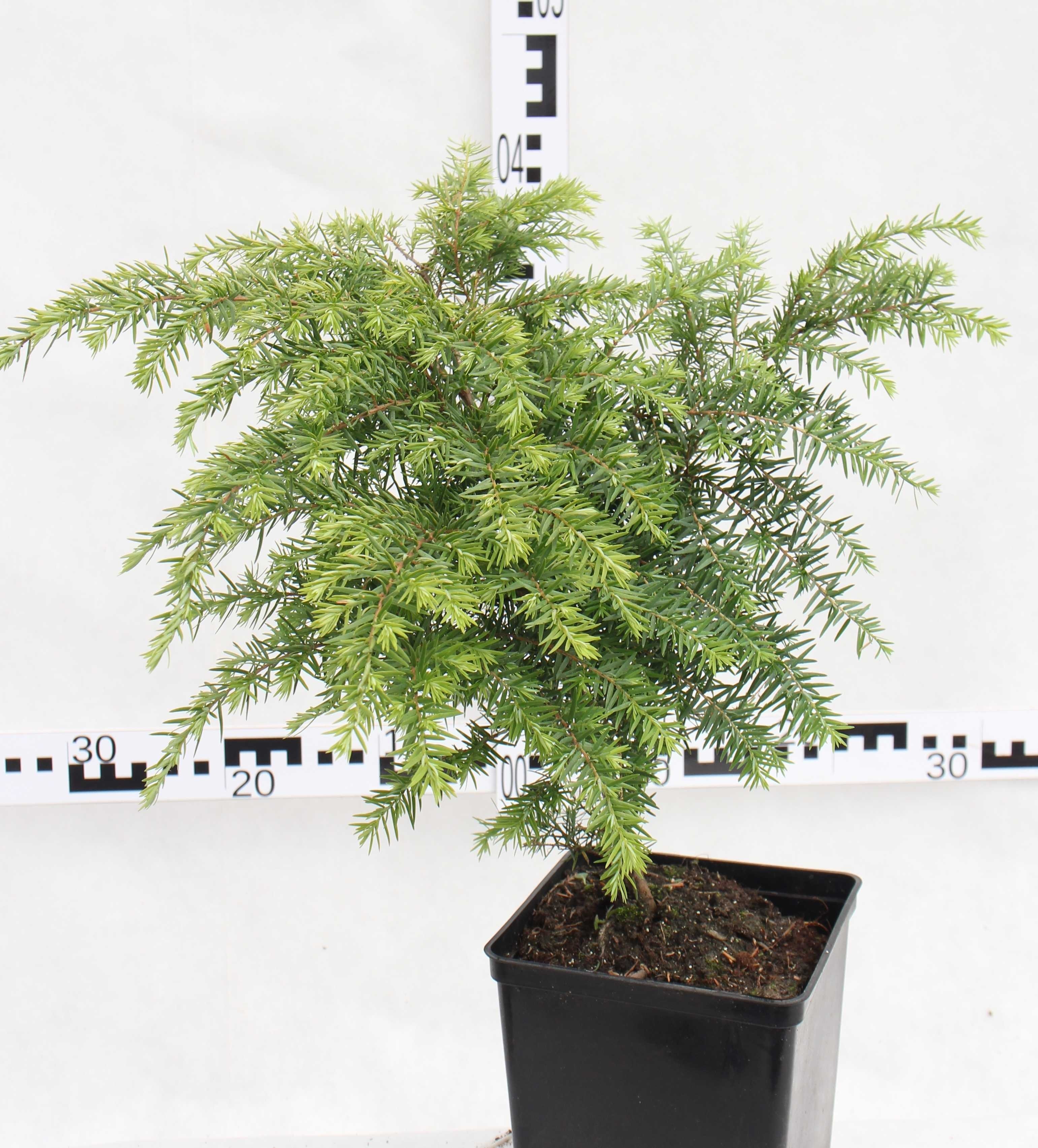 Tsuga canadensis
