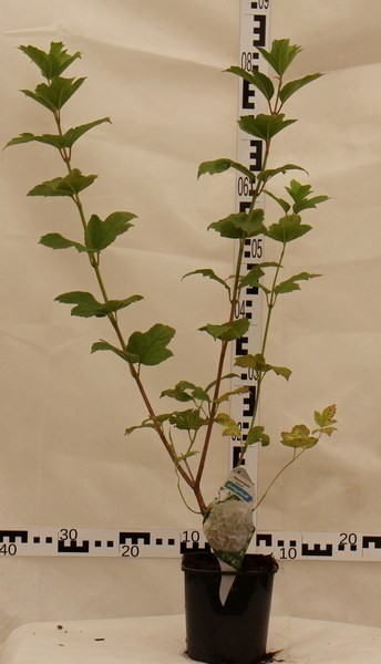 Viburnum opulus 'Roseum'