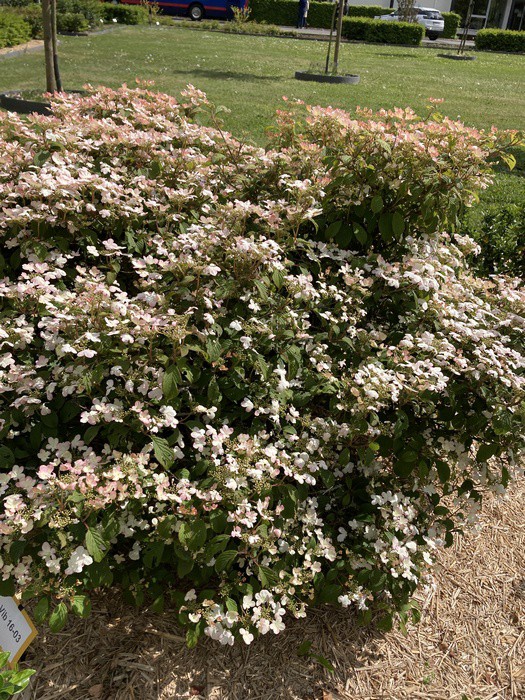 Viburnum plicatum 'Shirogami' PBR