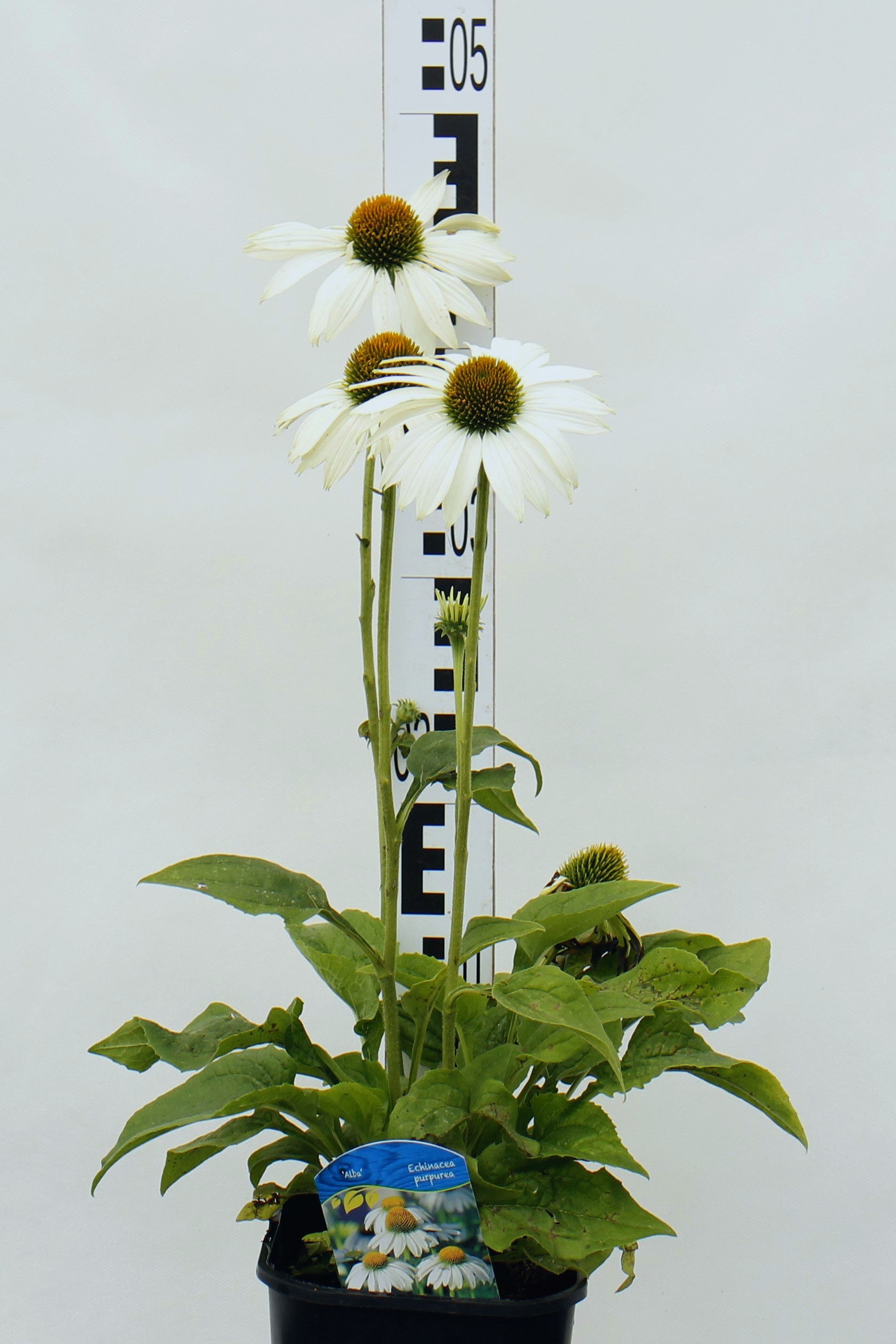 Echinacea purpurea 'Alba'