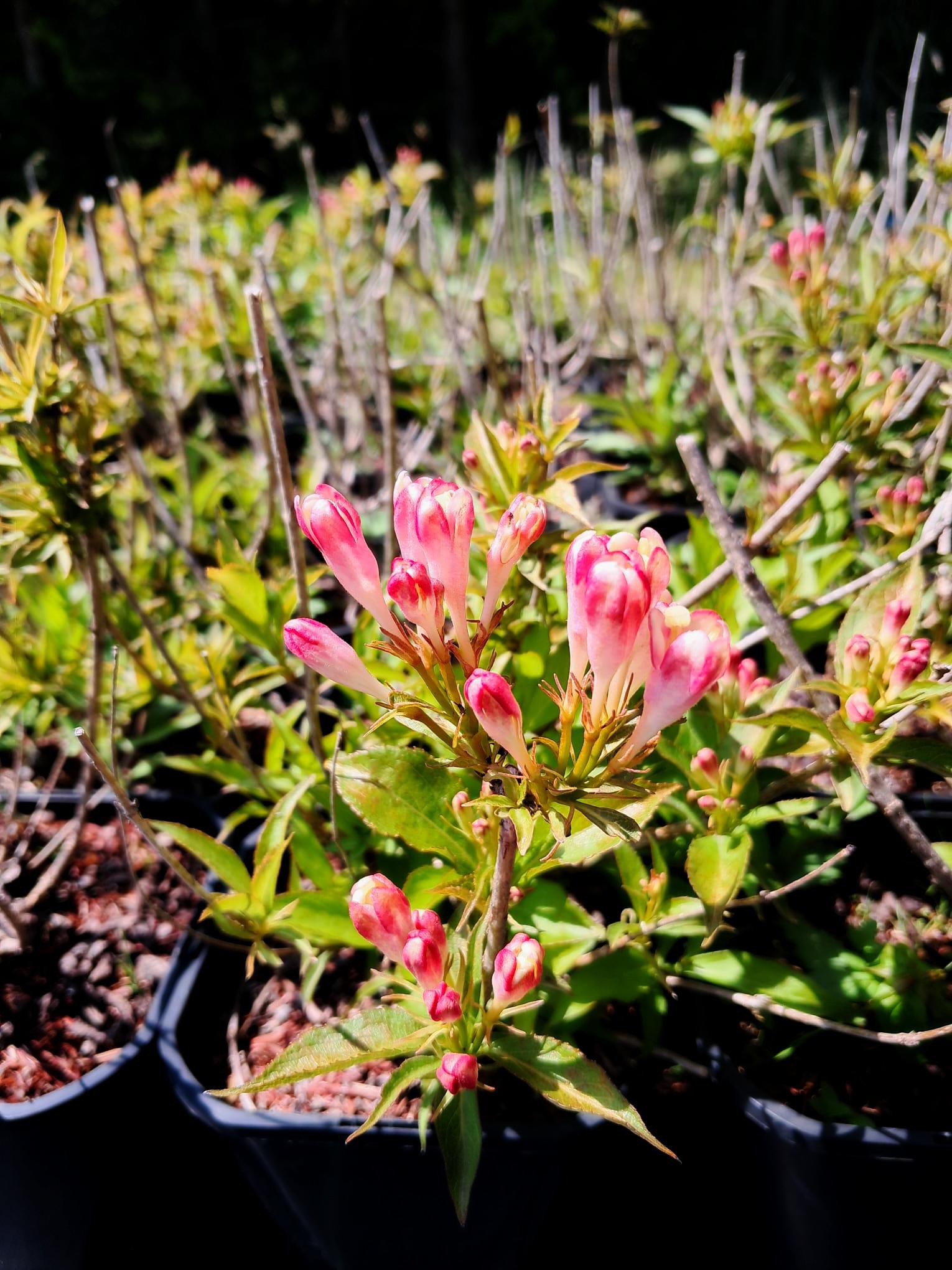 Weigela florida 'All summer Peach