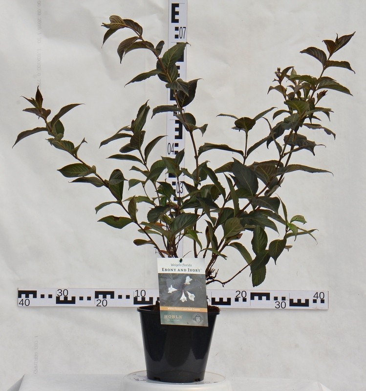 Weigela florida 'Ebony and Ivory' PBR®