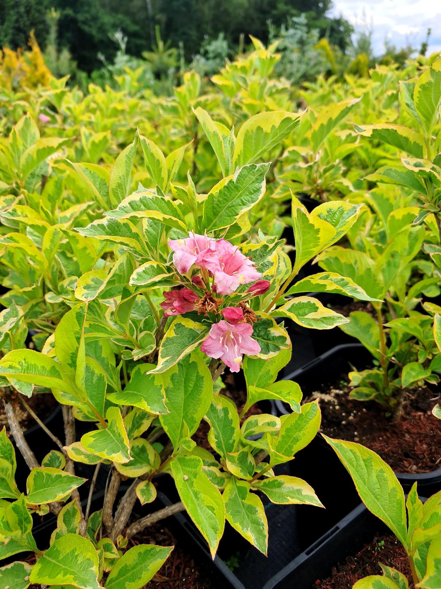 Weigela 'Looymansii Aurea'